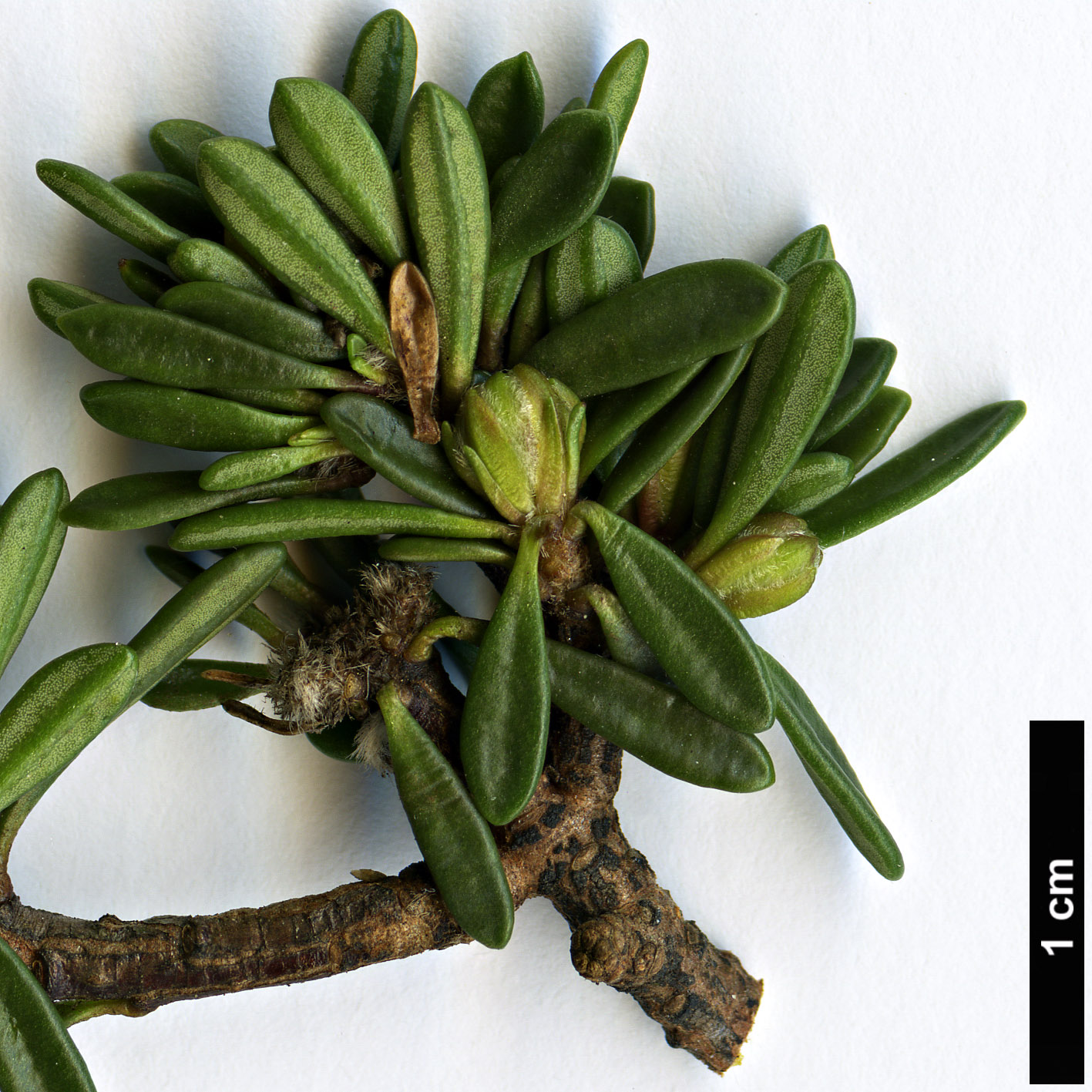 High resolution image: Family: Thymelaeaceae - Genus: Daphne - Taxon: petraea - SpeciesSub: 'Grandiflora'