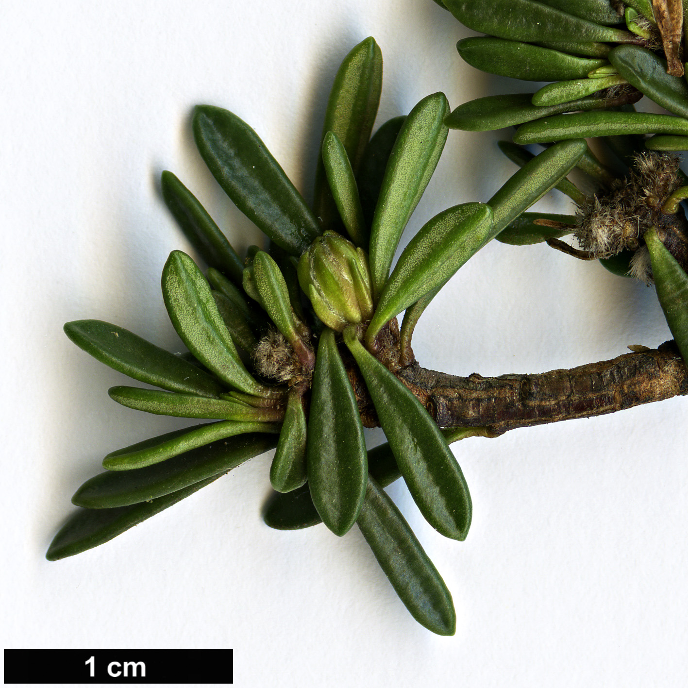 High resolution image: Family: Thymelaeaceae - Genus: Daphne - Taxon: petraea - SpeciesSub: 'Grandiflora'