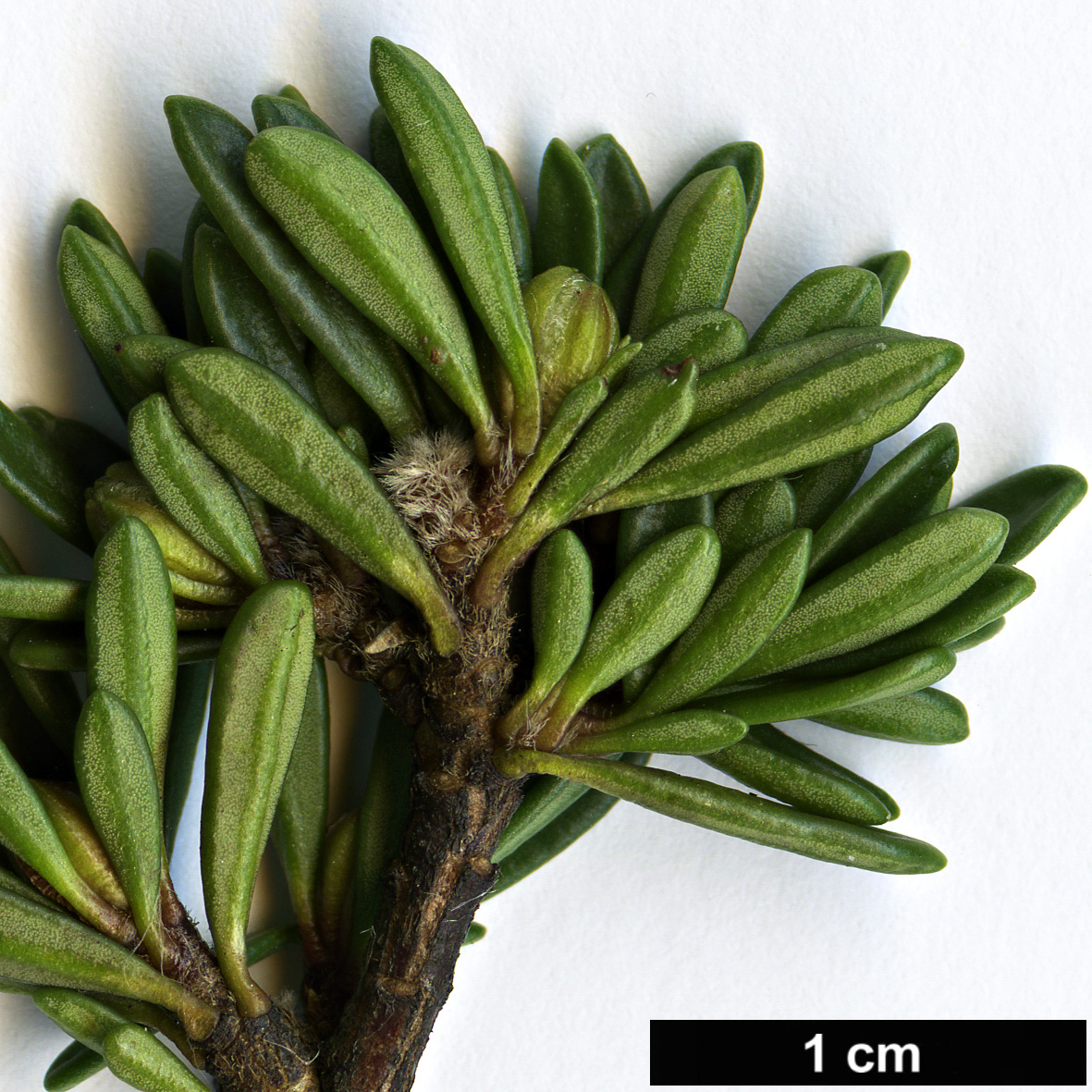 High resolution image: Family: Thymelaeaceae - Genus: Daphne - Taxon: petraea - SpeciesSub: 'Grandiflora'