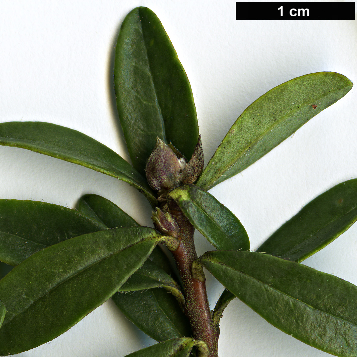 High resolution image: Family: Thymelaeaceae - Genus: Daphne - Taxon: pseudosericea