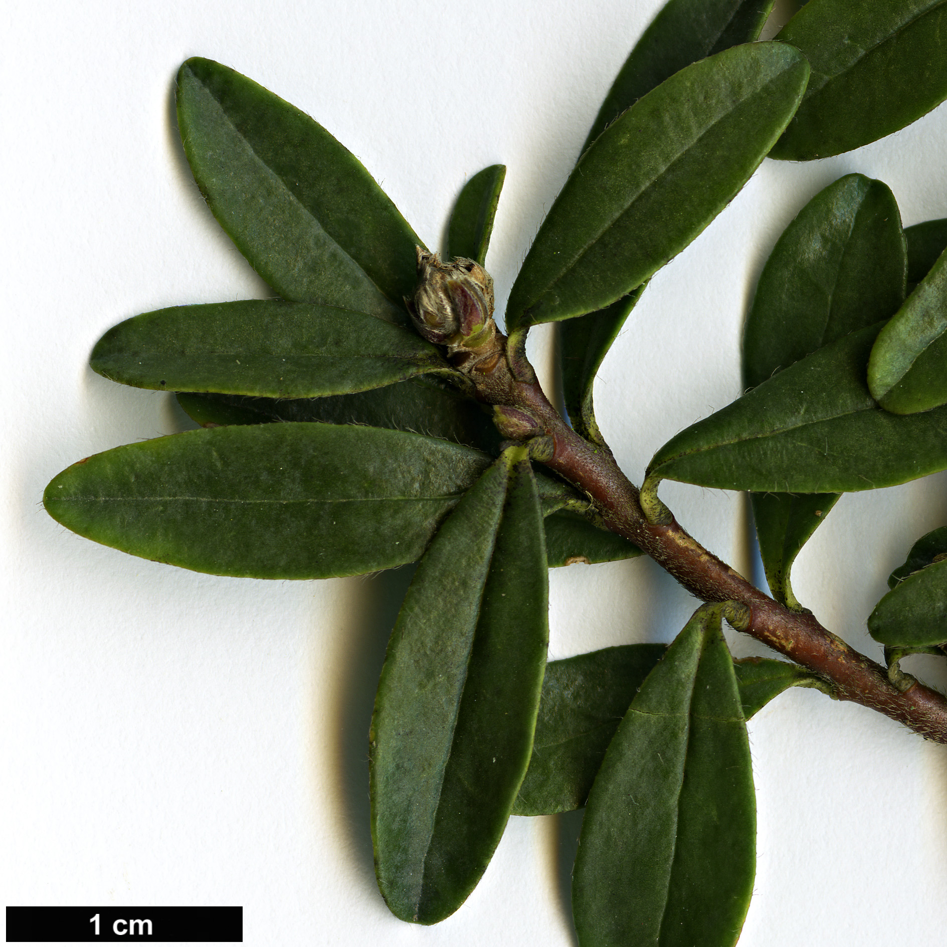 High resolution image: Family: Thymelaeaceae - Genus: Daphne - Taxon: pseudosericea