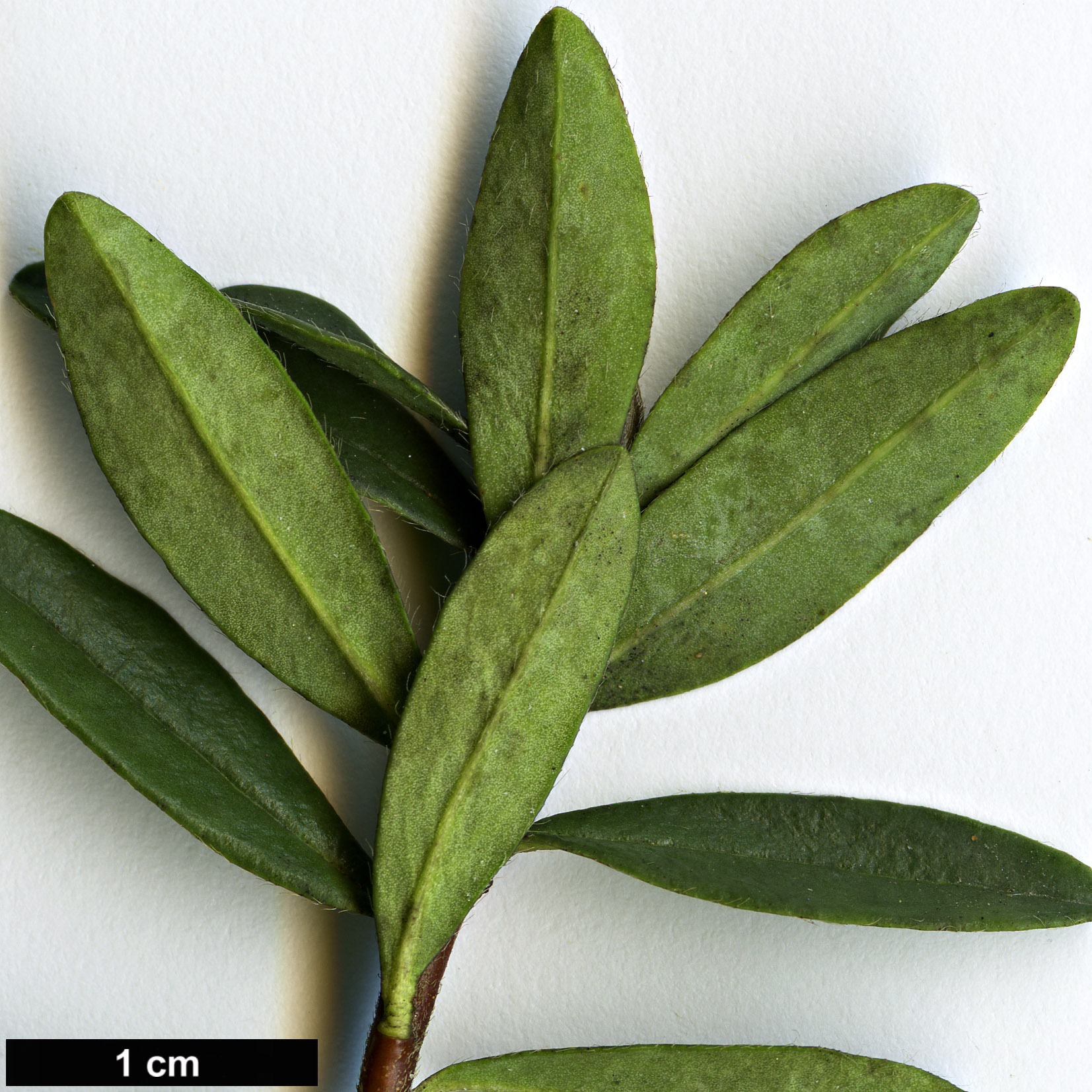 High resolution image: Family: Thymelaeaceae - Genus: Daphne - Taxon: pseudosericea