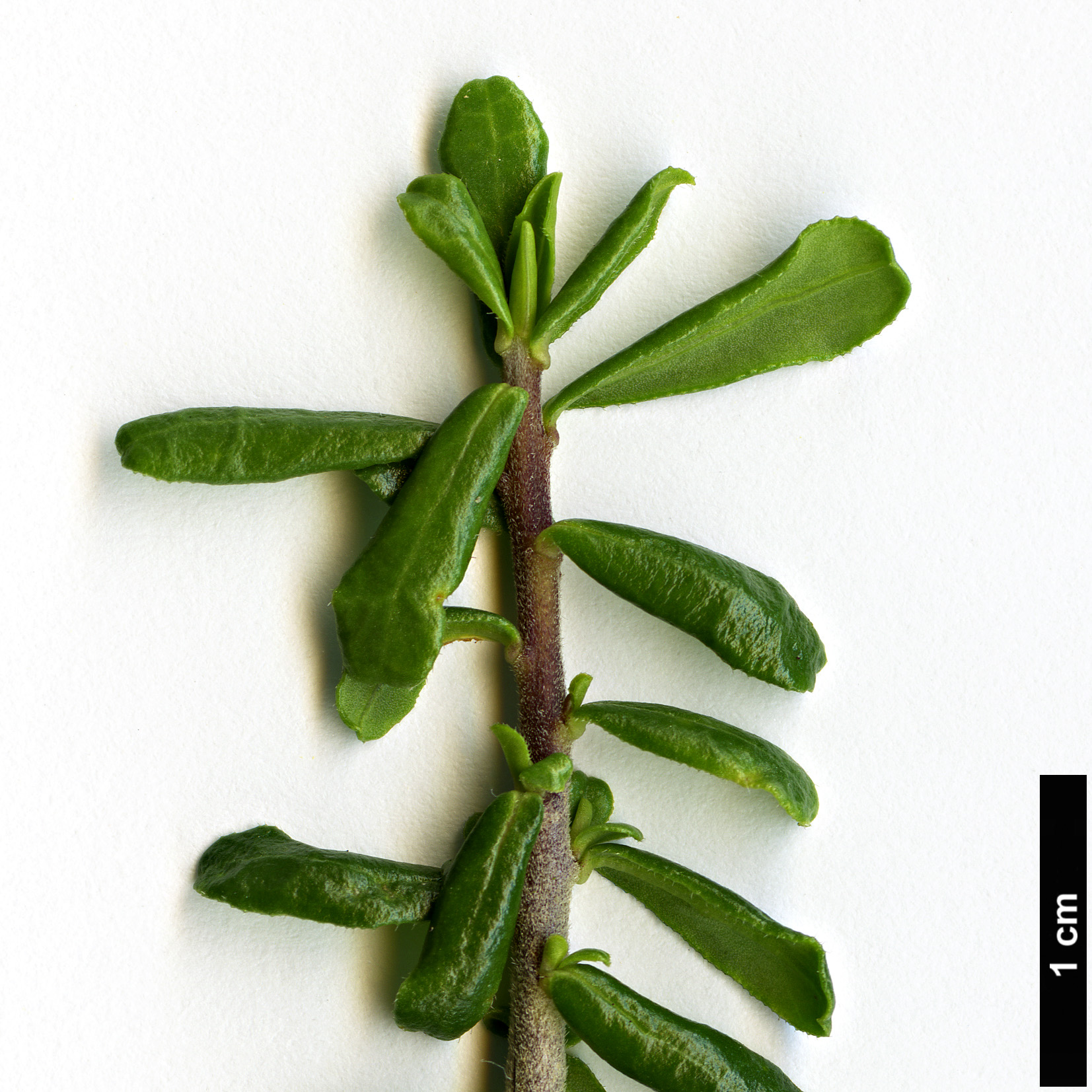High resolution image: Family: Thymelaeaceae - Genus: Daphne - Taxon: rodriguezii