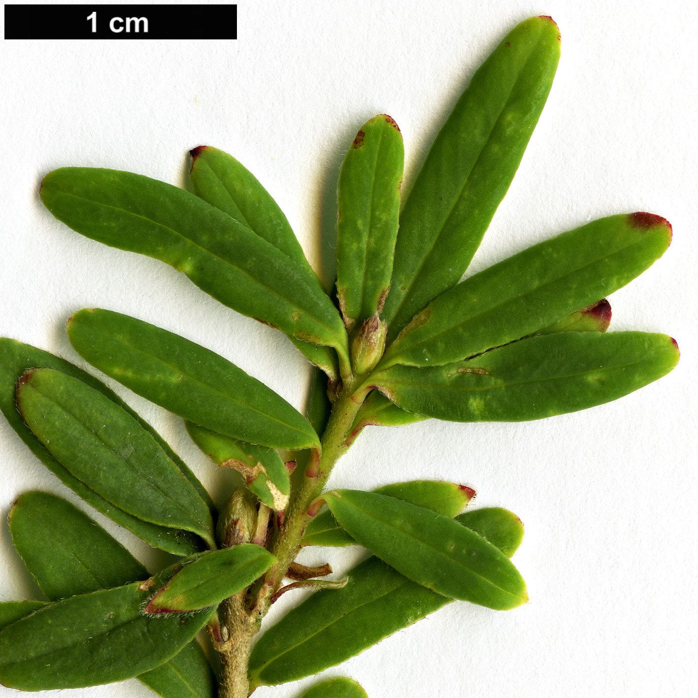 High resolution image: Family: Thymelaeaceae - Genus: Daphne - Taxon: rosmarinifolia