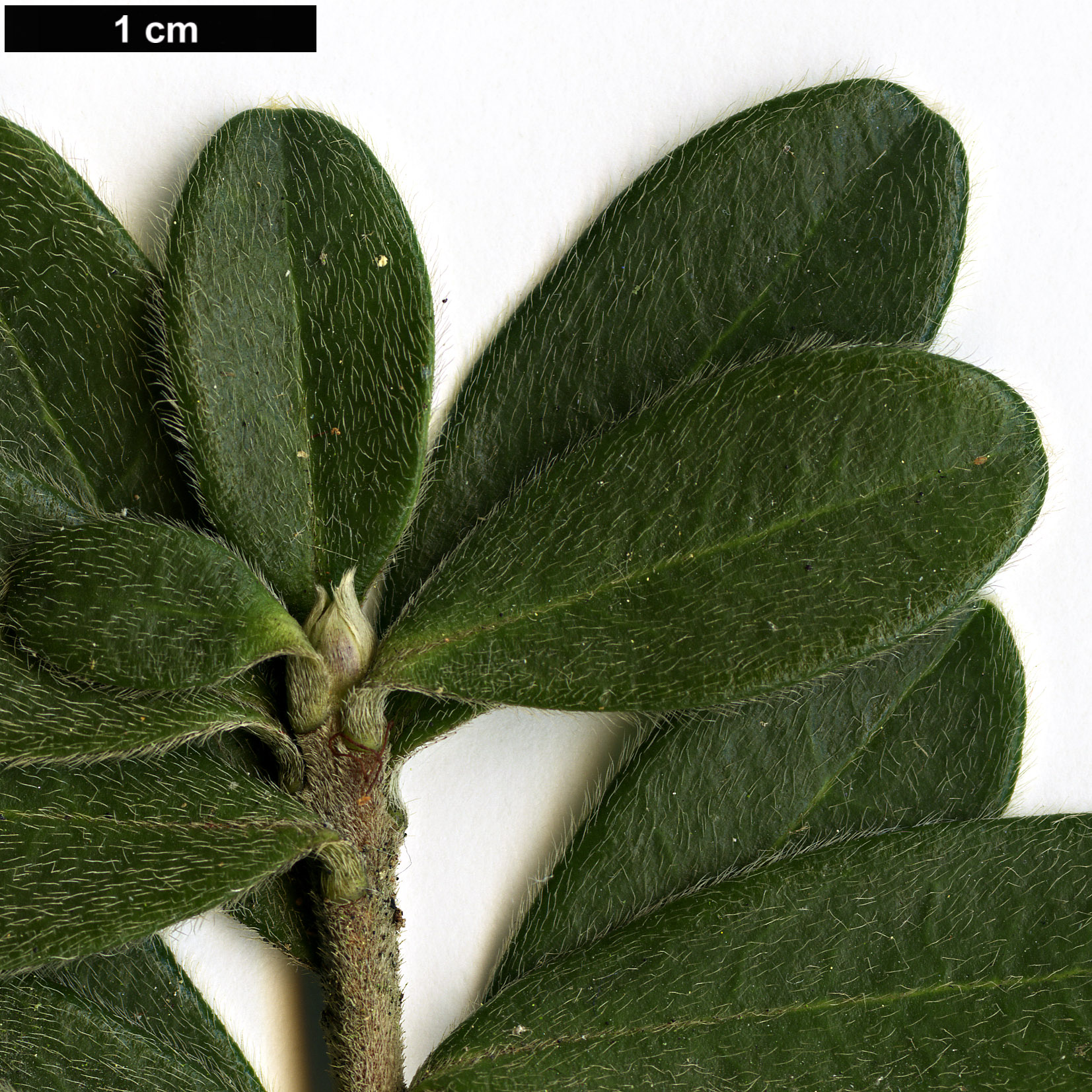 High resolution image: Family: Thymelaeaceae - Genus: Daphne - Taxon: sericea