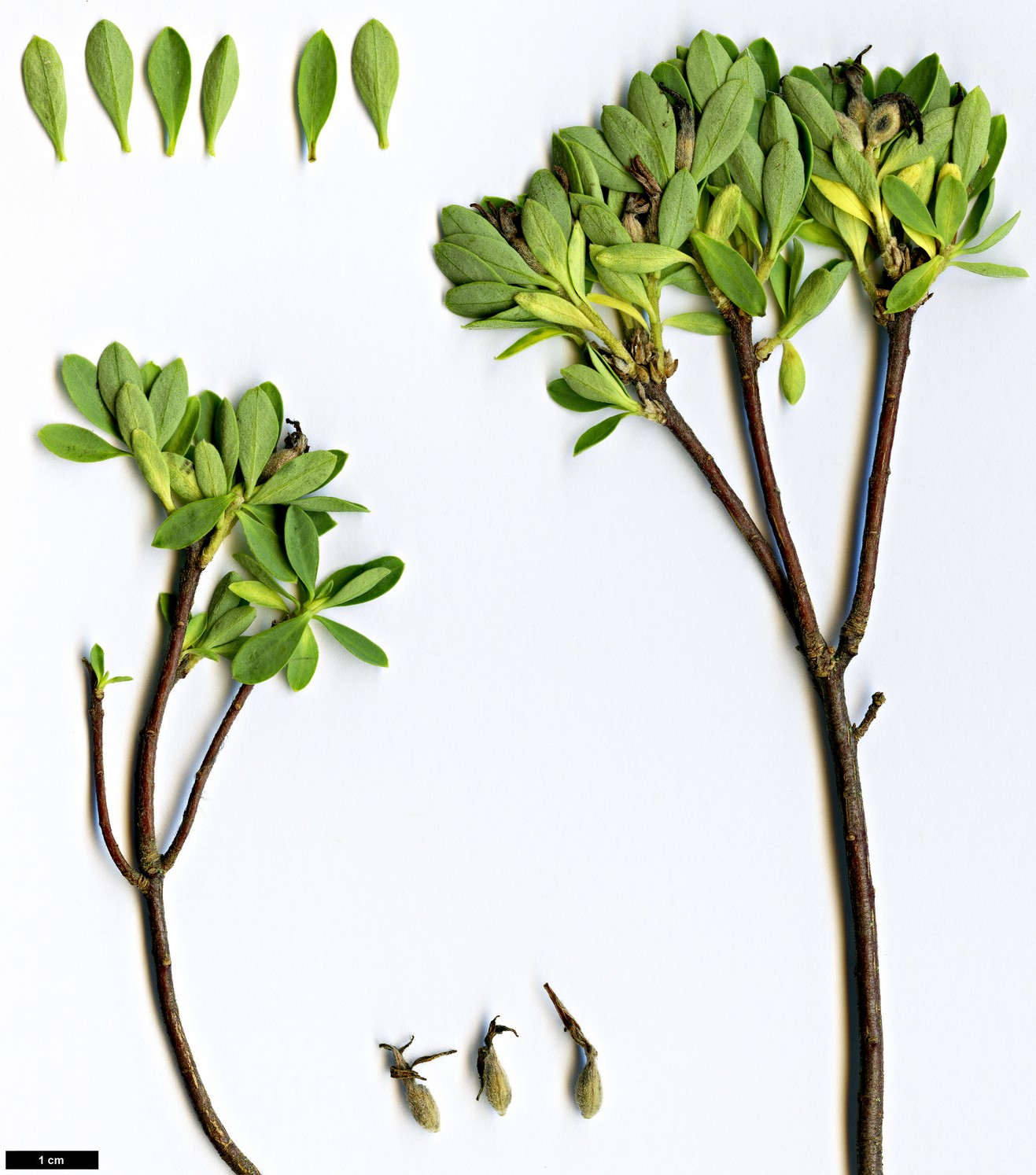 High resolution image: Family: Thymelaeaceae - Genus: Daphne - Taxon: sojakii