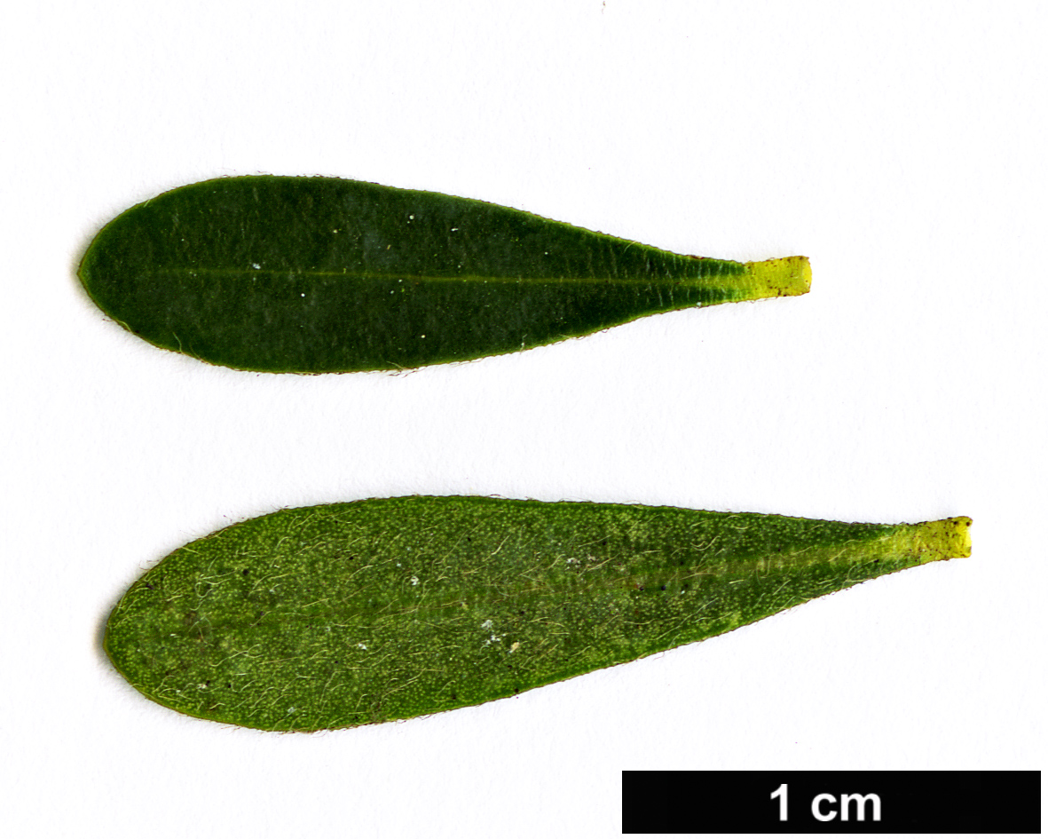 High resolution image: Family: Thymelaeaceae - Genus: Daphne - Taxon: transcaucasica