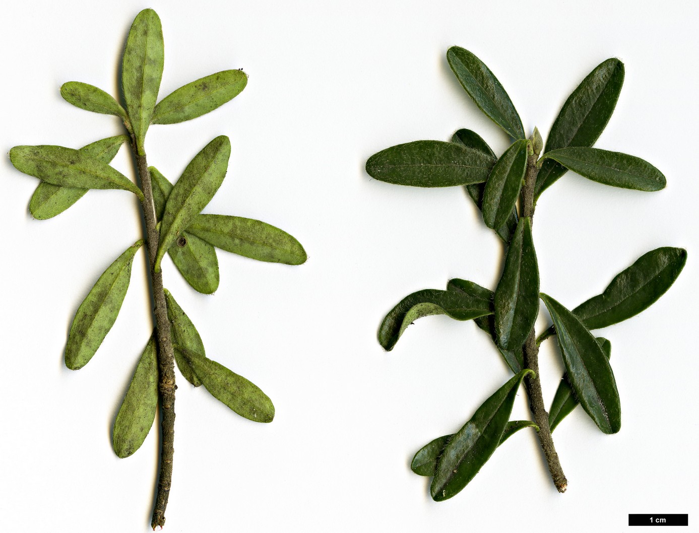 High resolution image: Family: Thymelaeaceae - Genus: Daphne - Taxon: woronowii