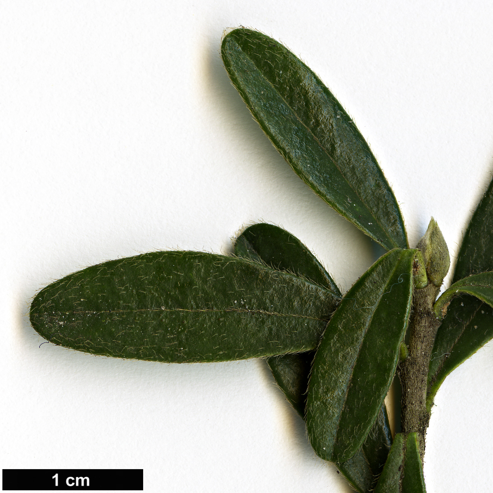 High resolution image: Family: Thymelaeaceae - Genus: Daphne - Taxon: woronowii