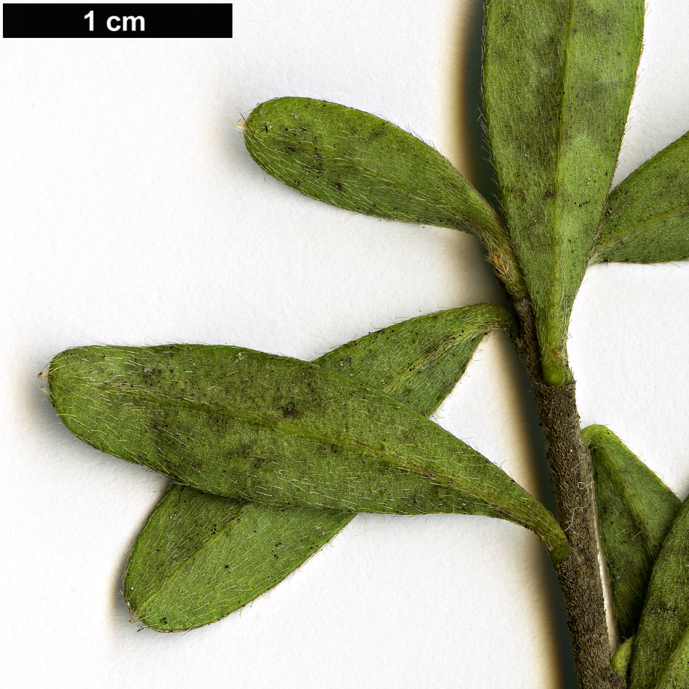 High resolution image: Family: Thymelaeaceae - Genus: Daphne - Taxon: woronowii