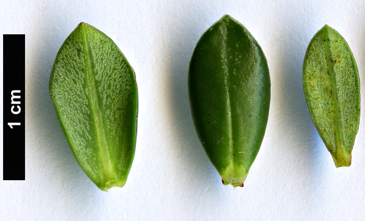 High resolution image: Family: Thymelaeaceae - Genus: Pimelea - Taxon: ferruginea