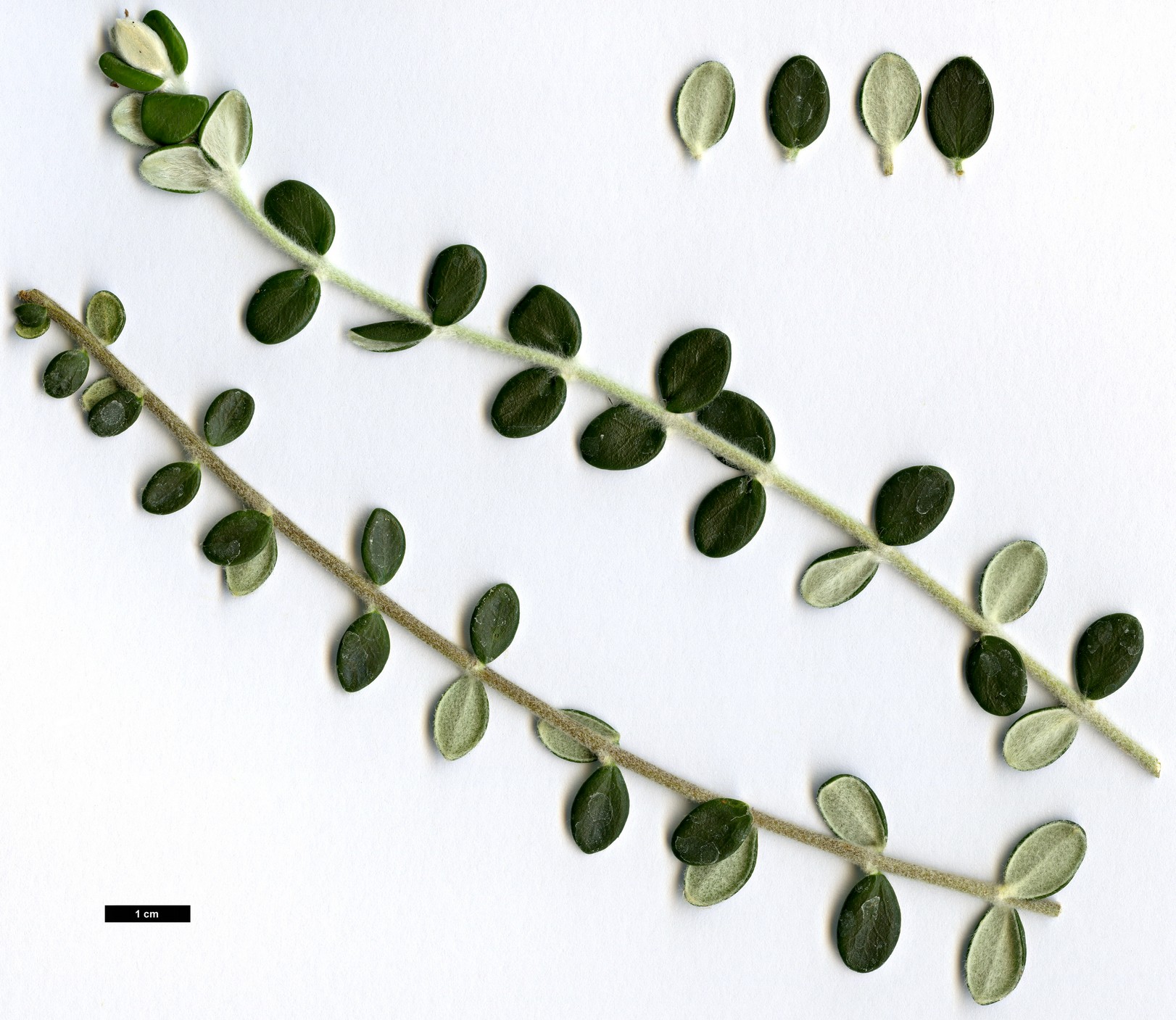 High resolution image: Family: Thymelaeaceae - Genus: Pimelea - Taxon: nivea