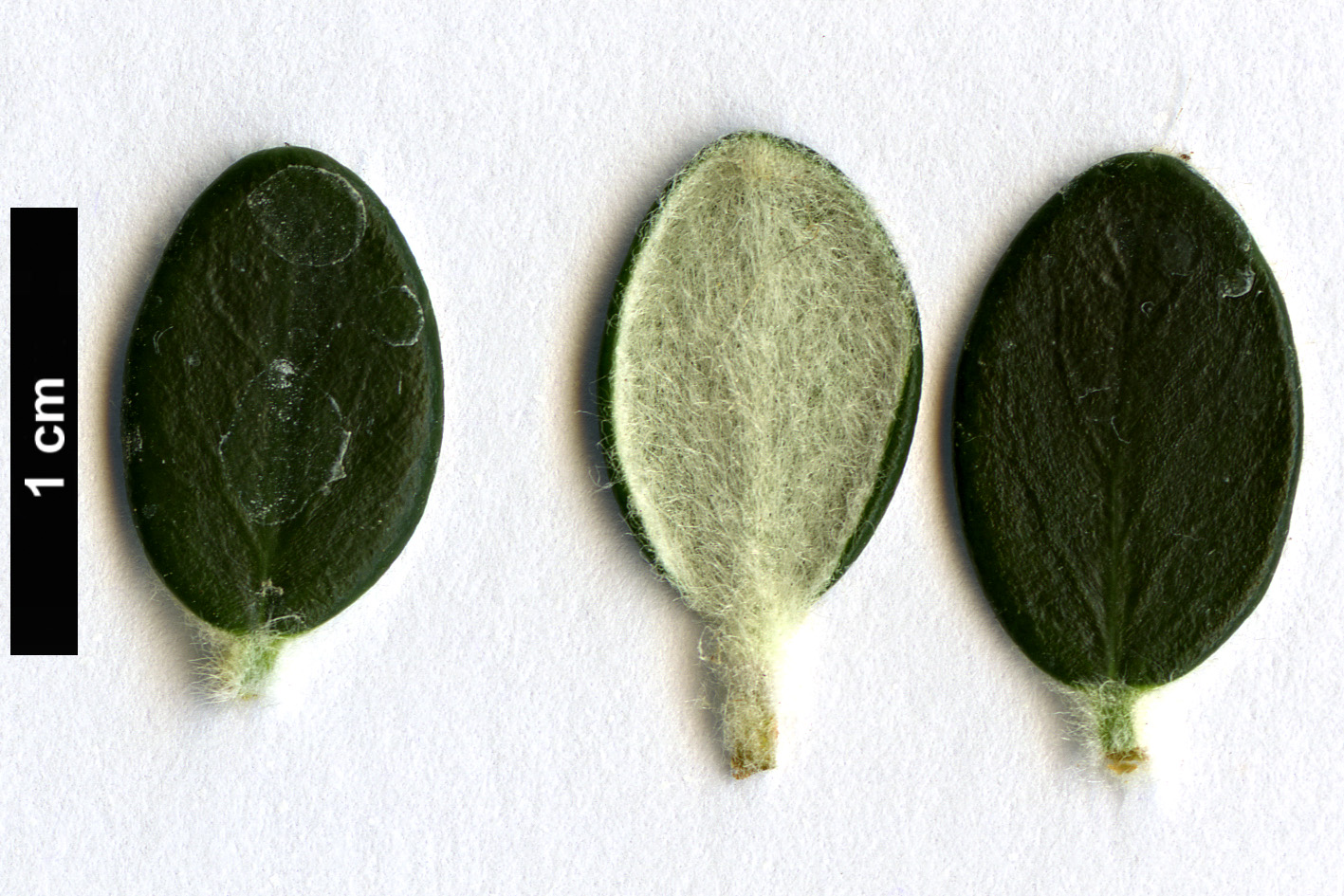 High resolution image: Family: Thymelaeaceae - Genus: Pimelea - Taxon: nivea