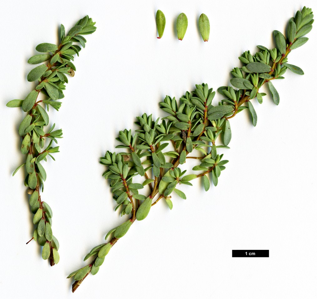 High resolution image: Family: Thymelaeaceae - Genus: Pimelea - Taxon: prostrata