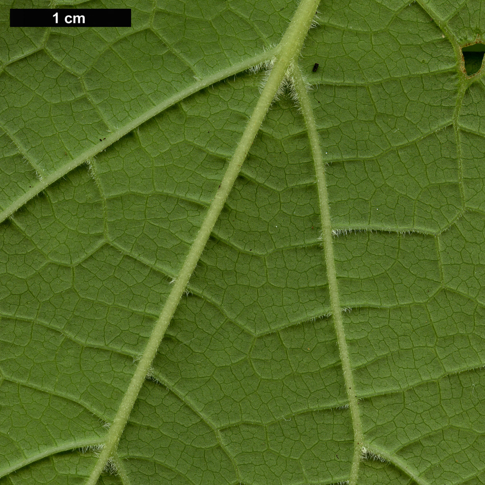 High resolution image: Family: Torricelliaceae - Genus: Torricellia - Taxon: angulata