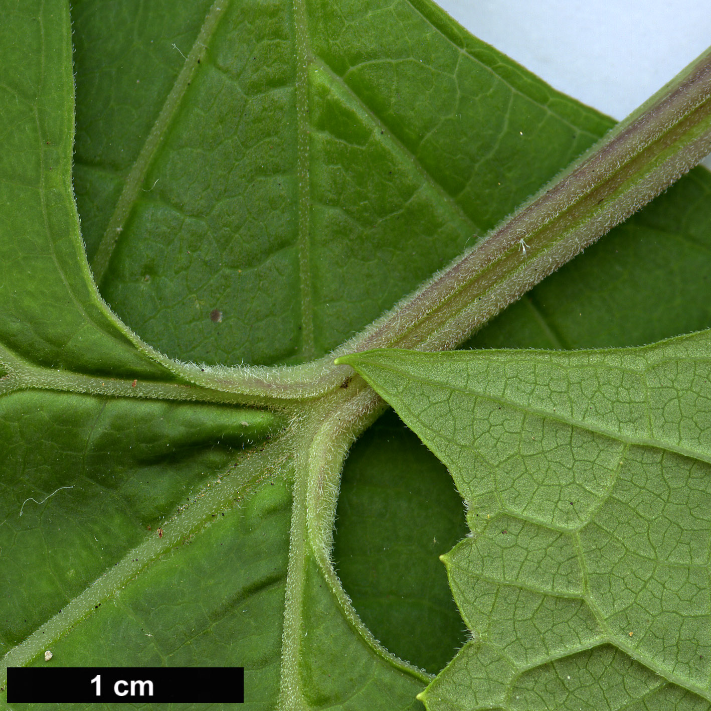 High resolution image: Family: Torricelliaceae - Genus: Torricellia - Taxon: angulata