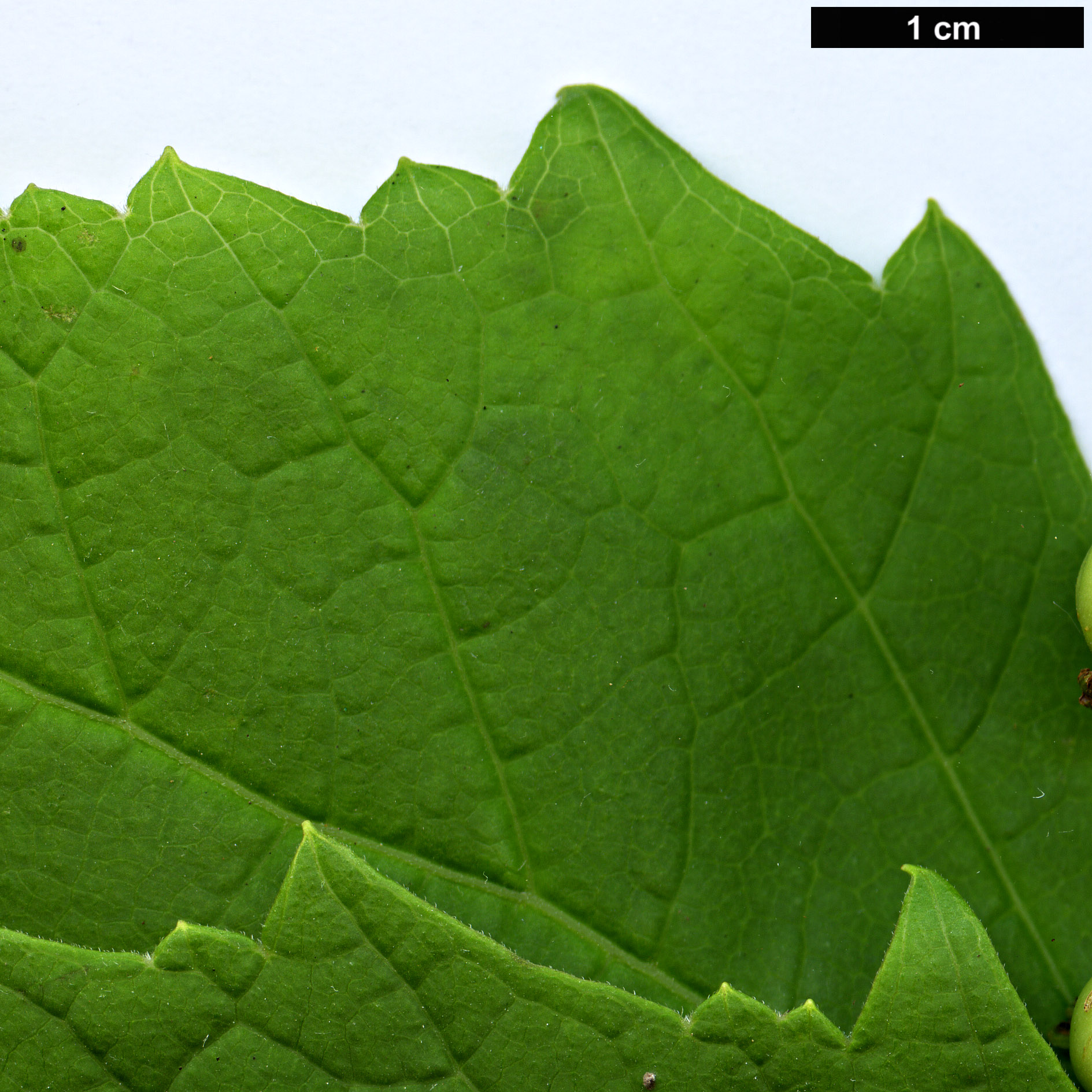 High resolution image: Family: Torricelliaceae - Genus: Torricellia - Taxon: angulata