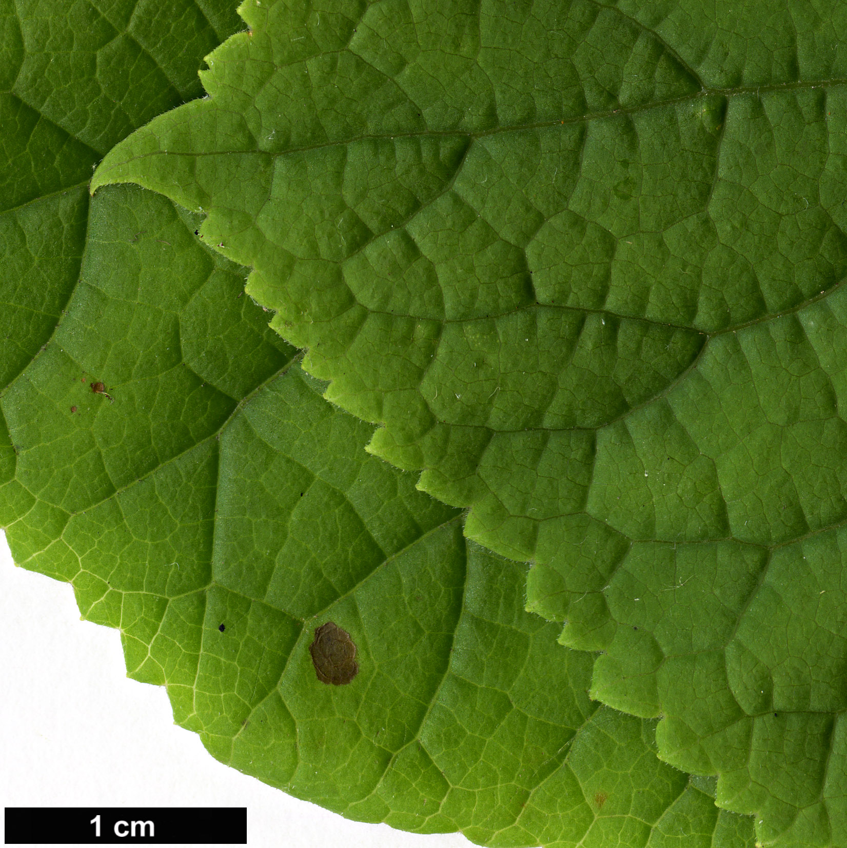 High resolution image: Family: Torricelliaceae - Genus: Torricellia - Taxon: tiliifolia
