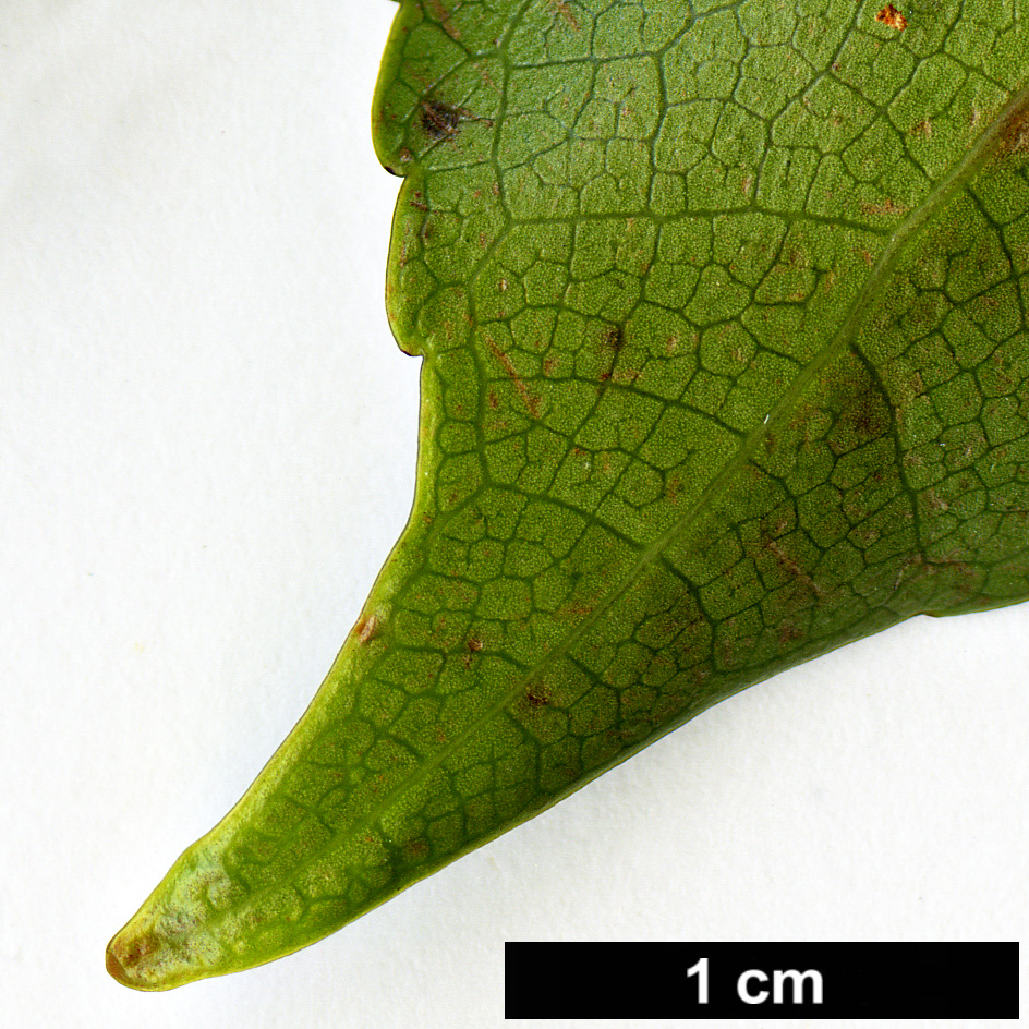 High resolution image: Family: Trochodendraceae - Genus: Trochodendron - Taxon: aralioides