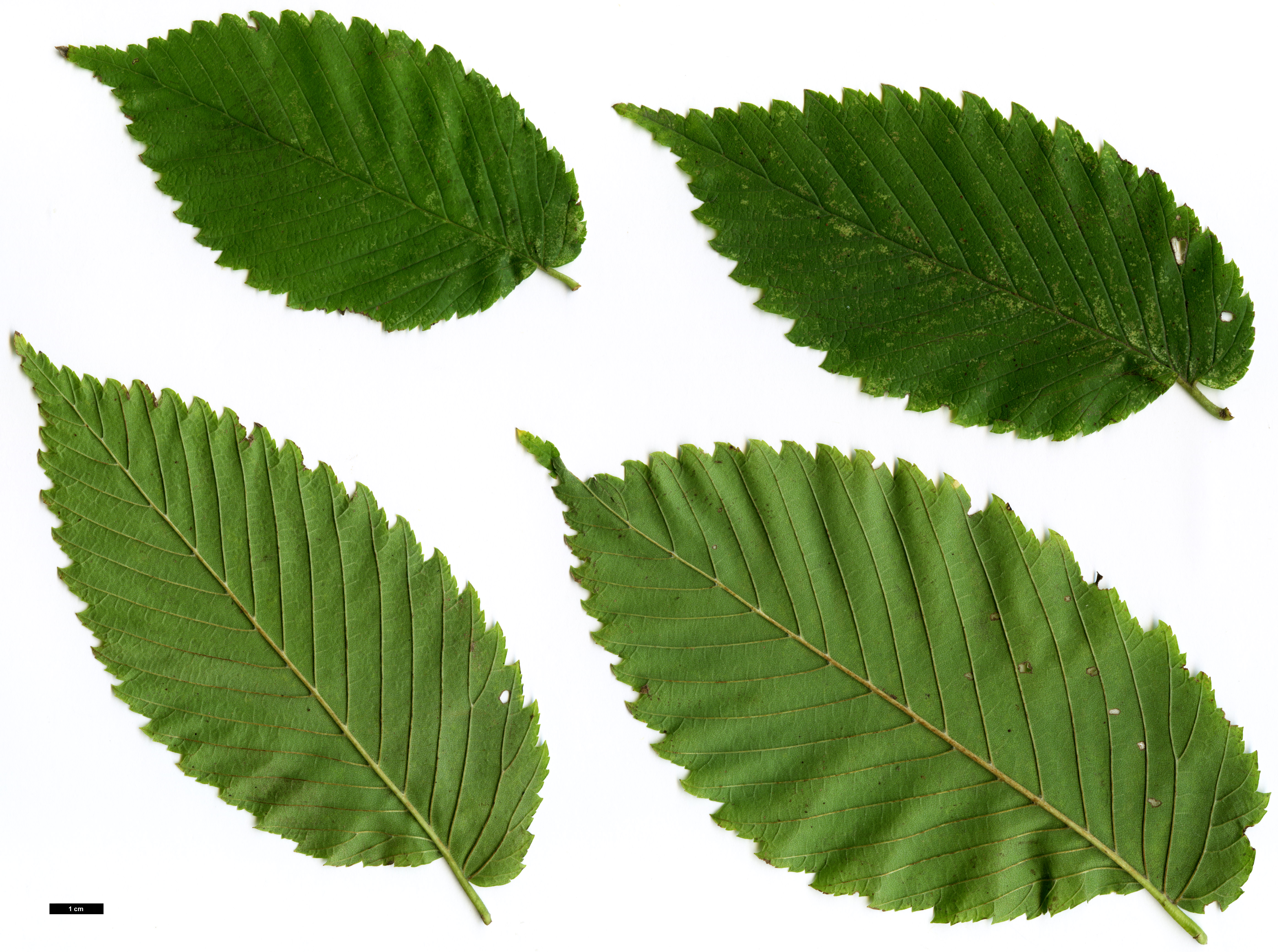 High resolution image: Family: Ulmaceae - Genus: Ulmus - Taxon: americana