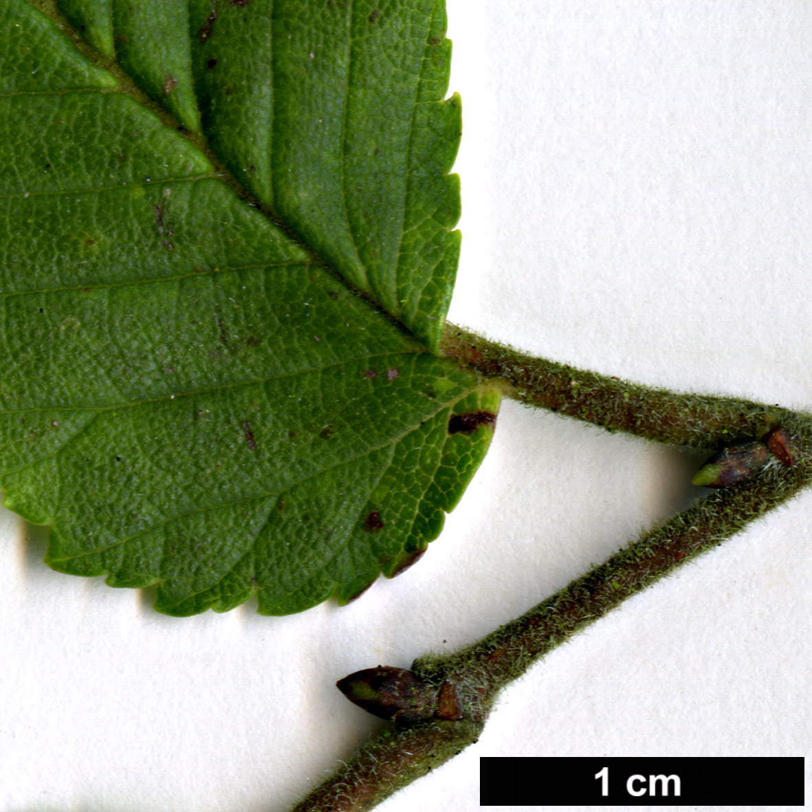 High resolution image: Family: Ulmaceae - Genus: Ulmus - Taxon: davidiana