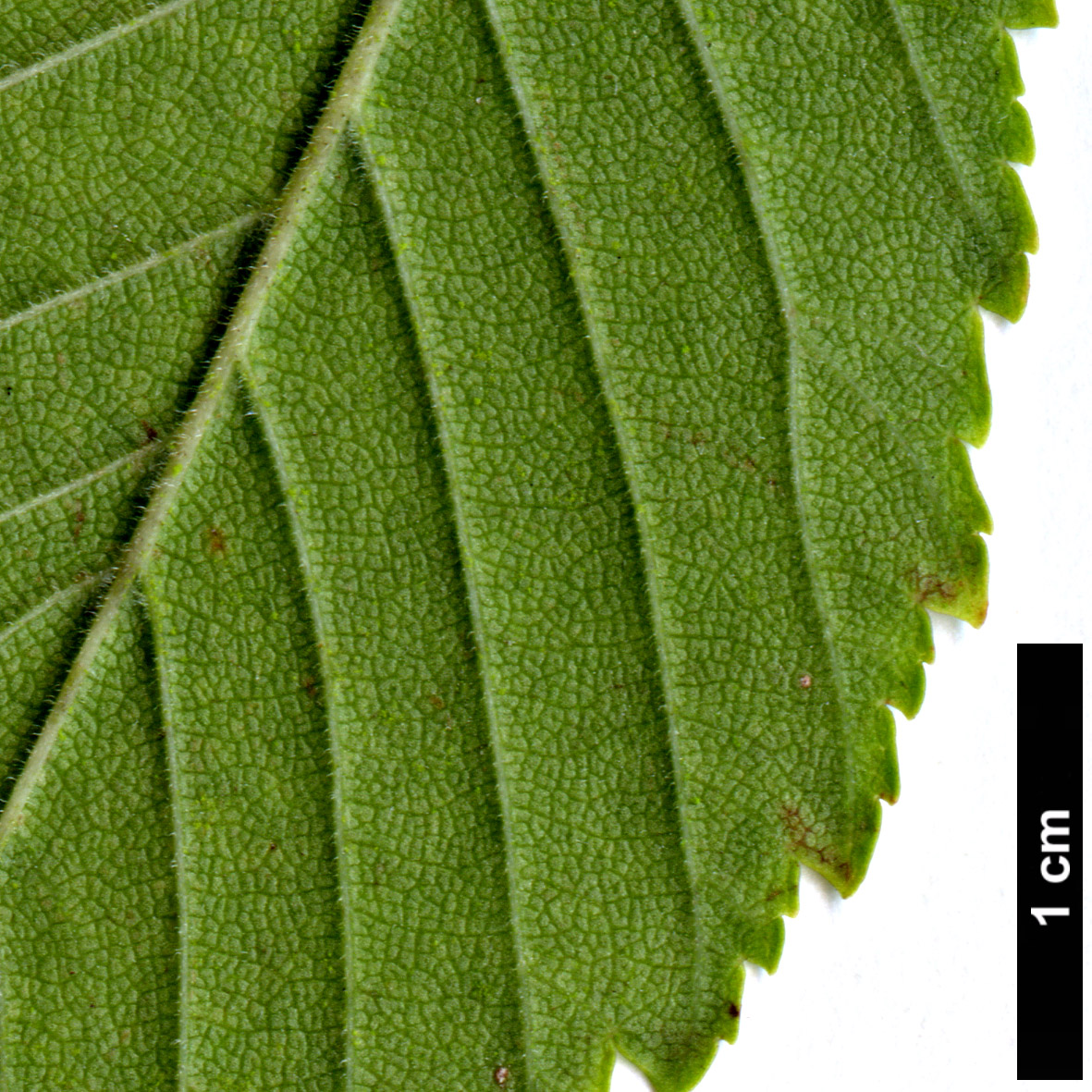 High resolution image: Family: Ulmaceae - Genus: Ulmus - Taxon: davidiana High resolution image: Family: Ulmaceae - Genus: Ulmus - Taxon: davidiana