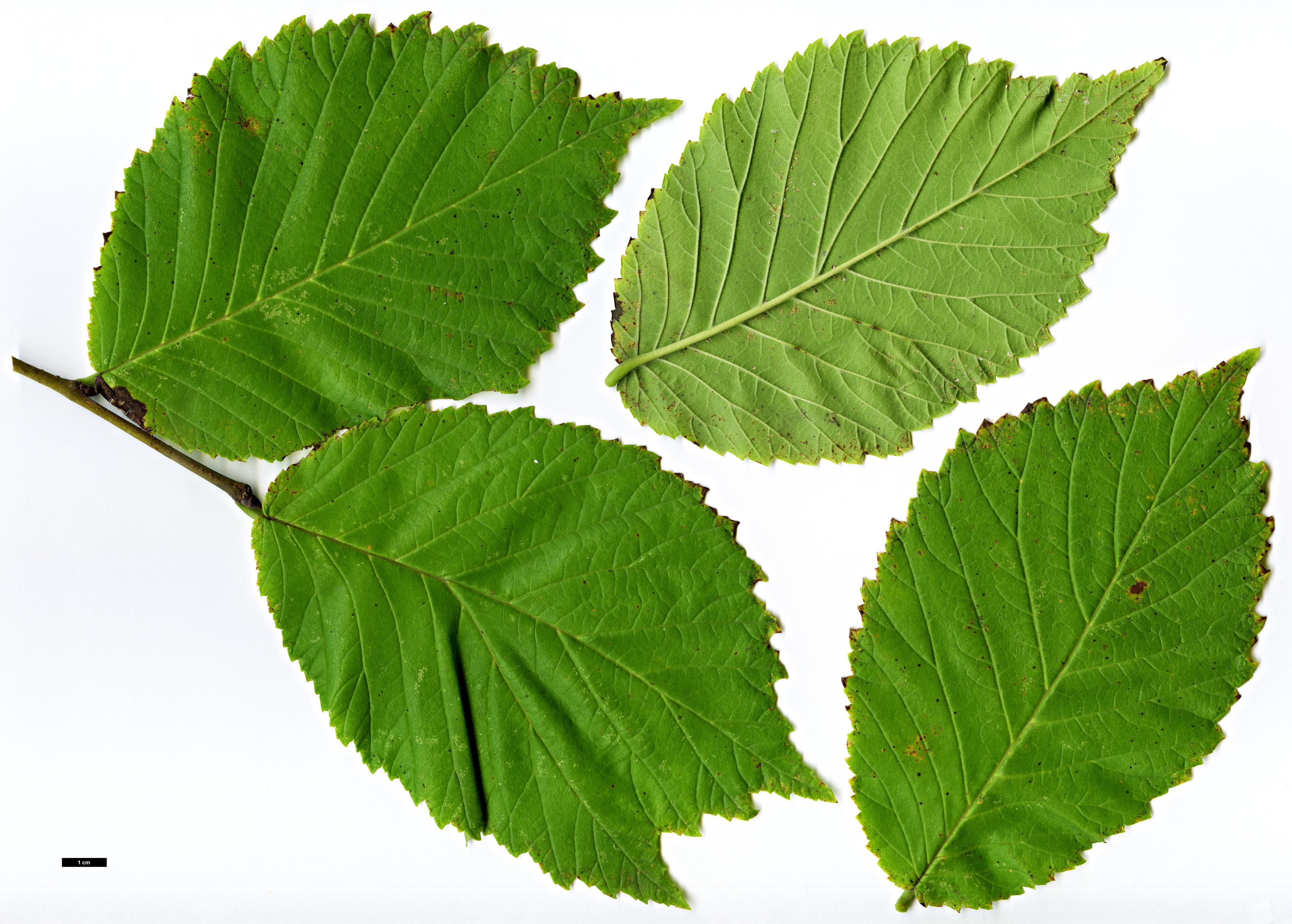 High resolution image: Family: Ulmaceae - Genus: Ulmus - Taxon: glabra - SpeciesSub: 'Lutescens'