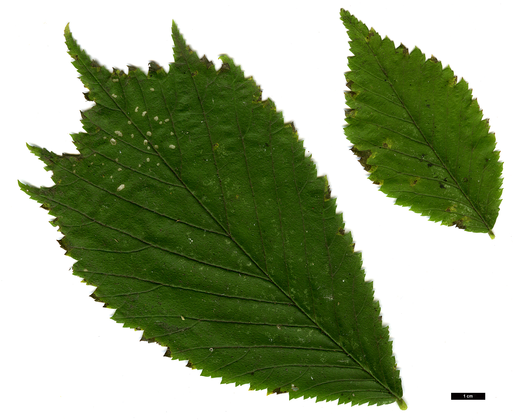 High resolution image: Family: Ulmaceae - Genus: Ulmus - Taxon: glabra