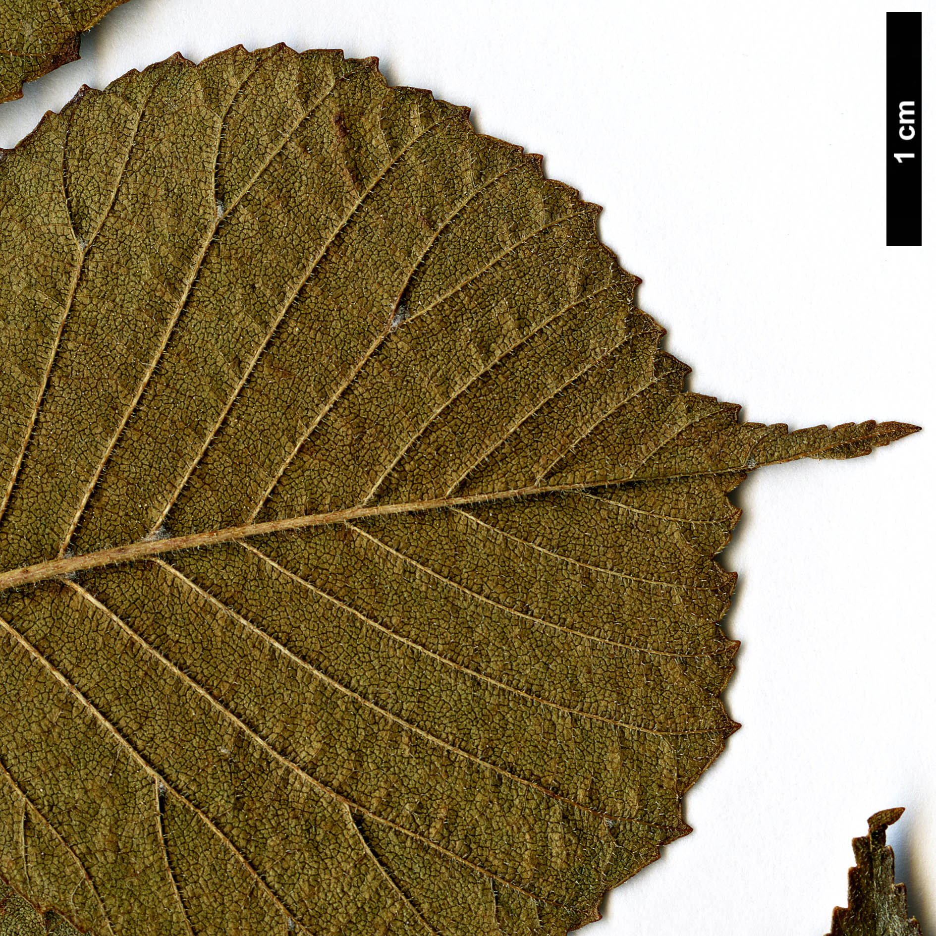 High resolution image: Family: Ulmaceae - Genus: Ulmus - Taxon: macrocarpa