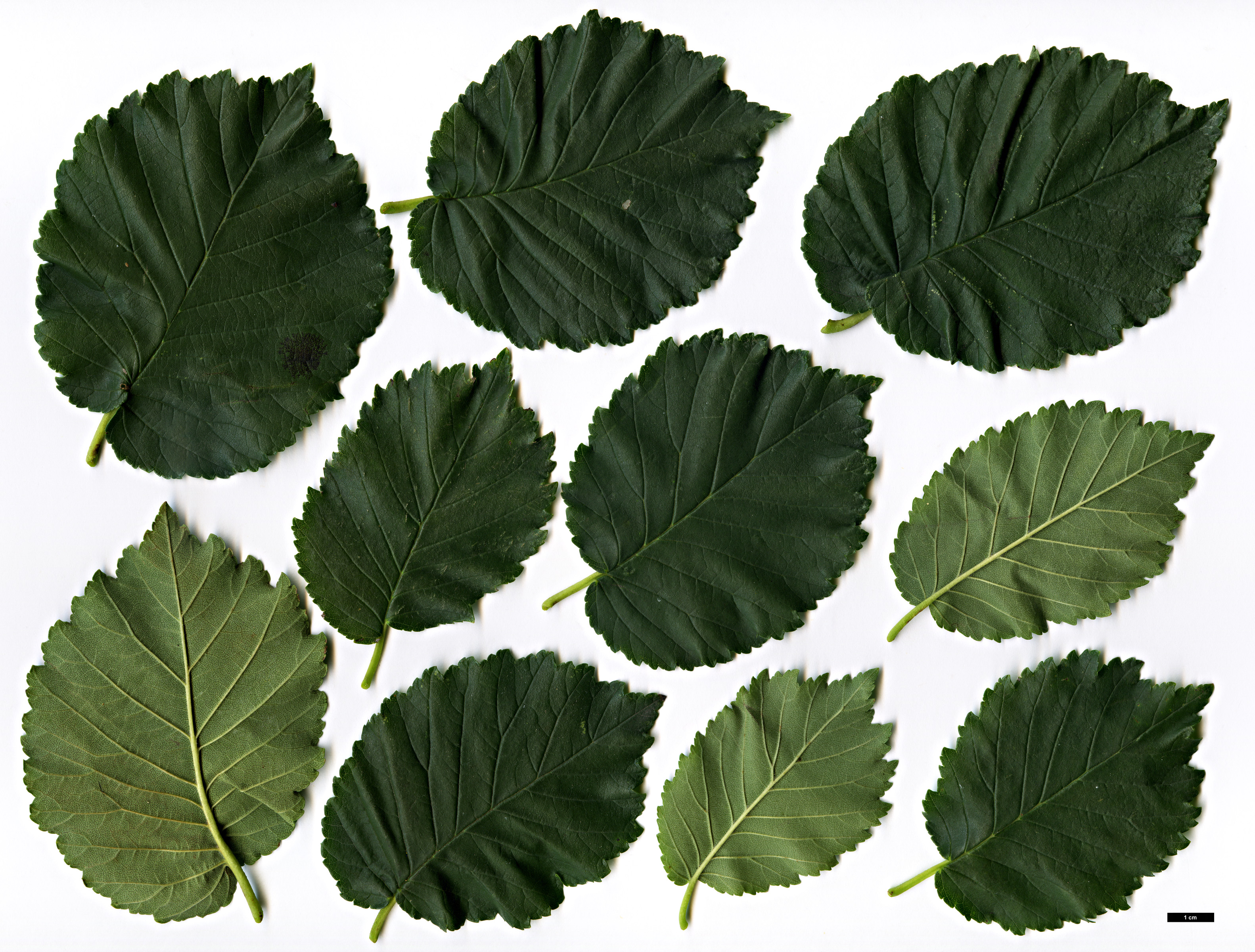 High resolution image: Family: Ulmaceae - Genus: Ulmus - Taxon: minor - SpeciesSub: 'Sarniensis'