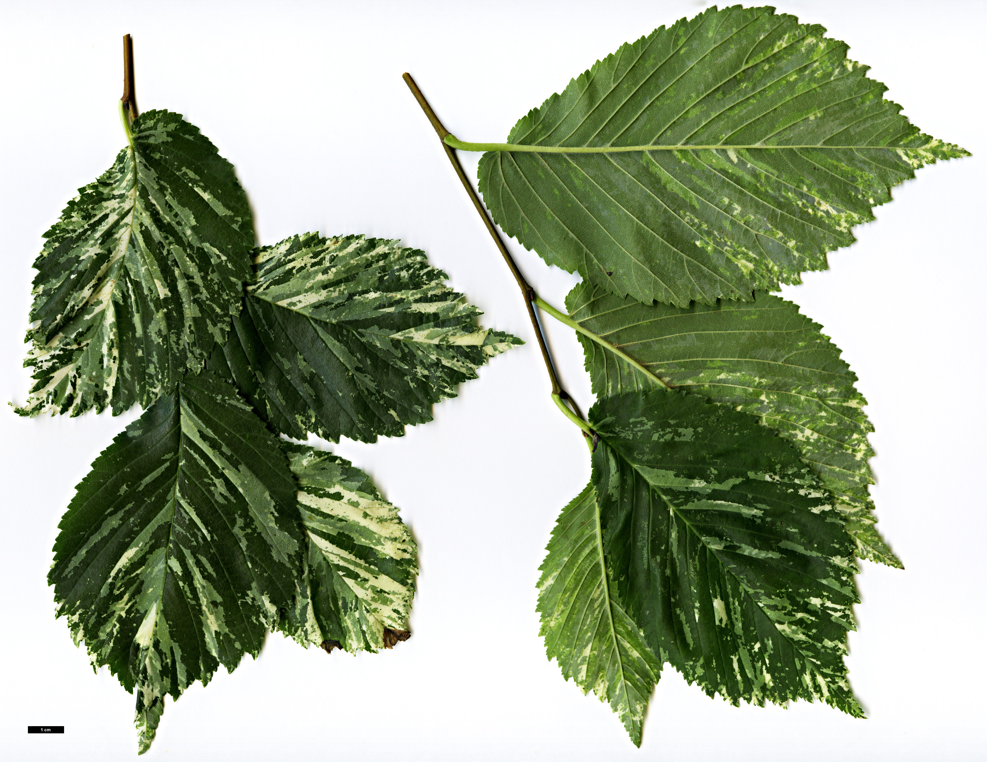 High resolution image: Family: Ulmaceae - Genus: Ulmus - Taxon: minor - SpeciesSub: 'Variegata'
