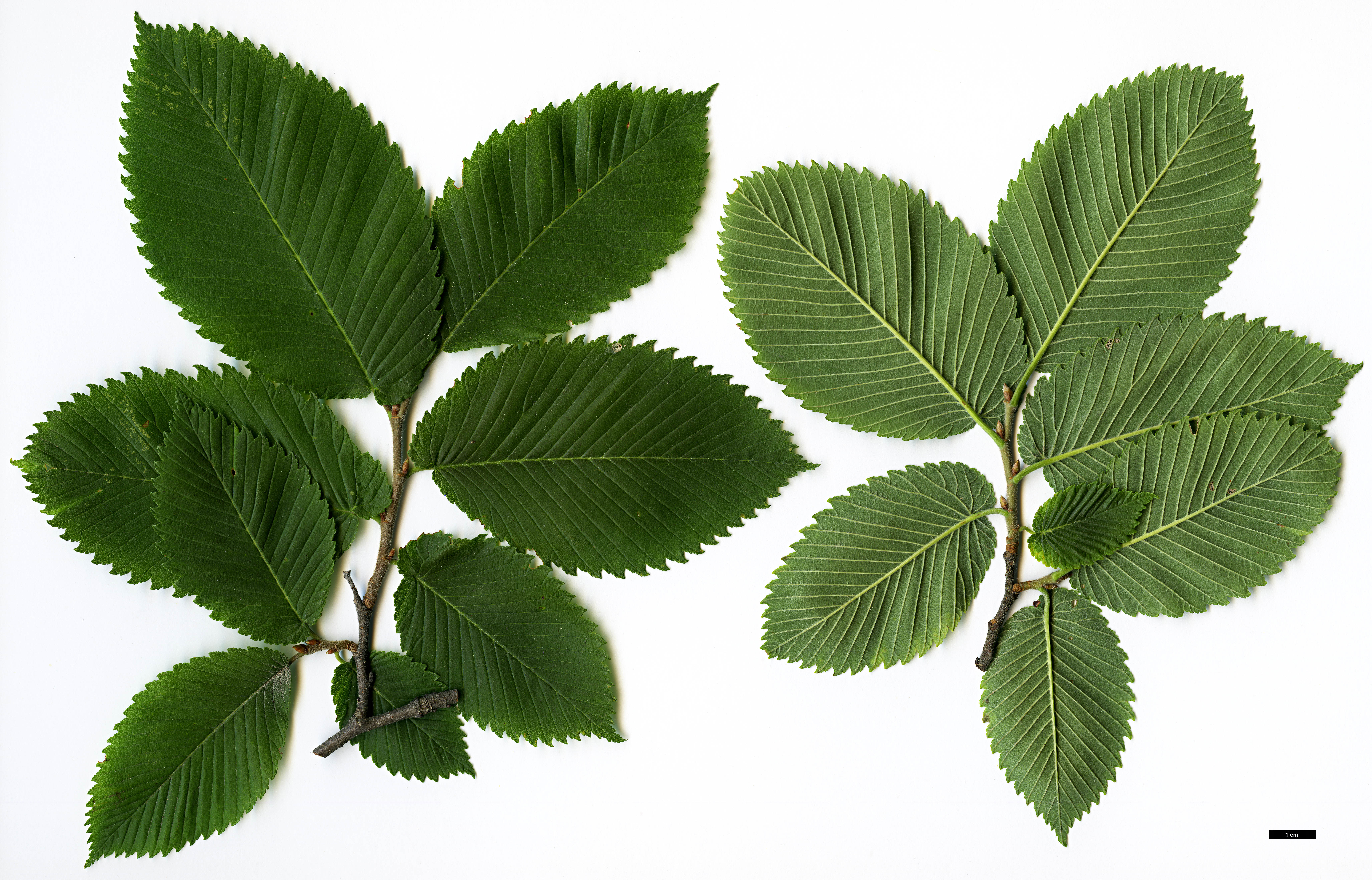 High resolution image: Family: Ulmaceae - Genus: Ulmus - Taxon: thomasii