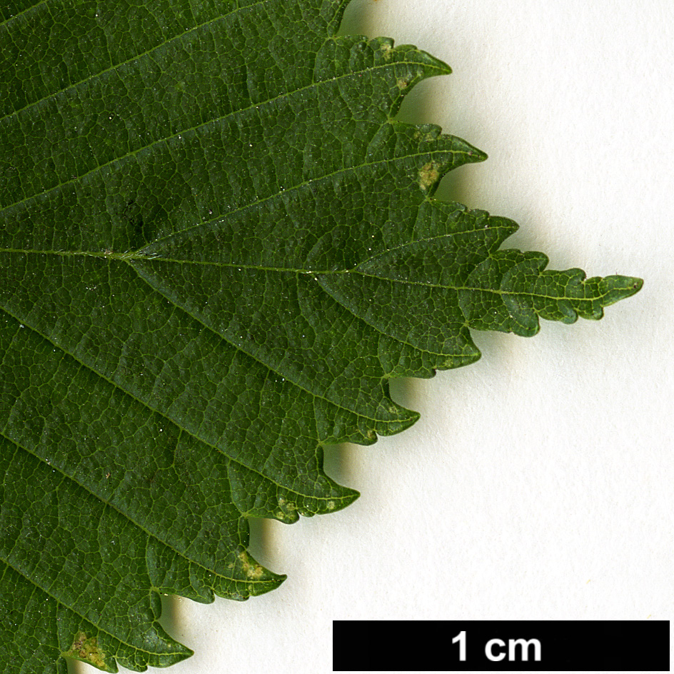 High resolution image: Family: Ulmaceae - Genus: Ulmus - Taxon: thomasii