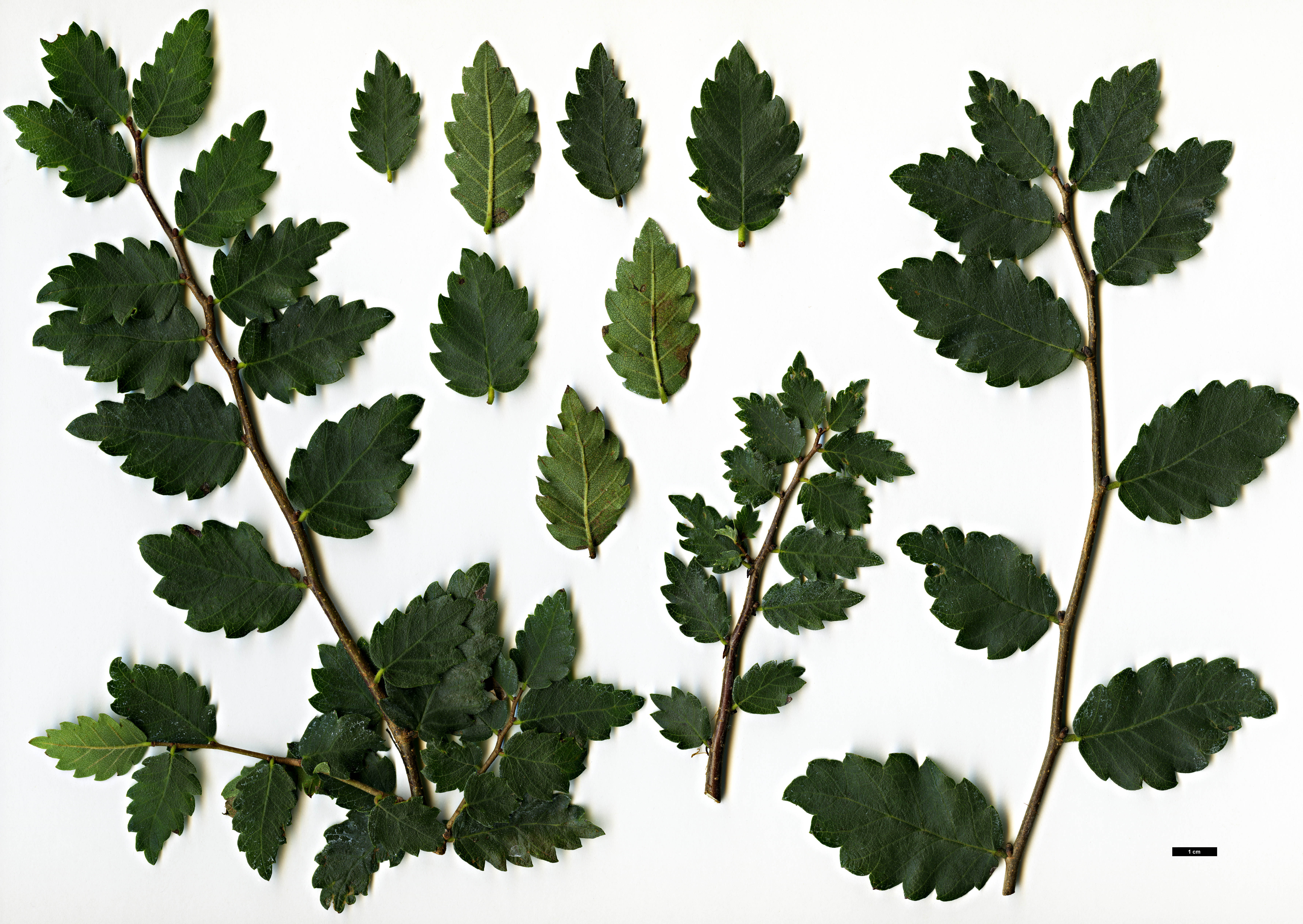 High resolution image: Family: Ulmaceae - Genus: Zelkova - Taxon: sicula