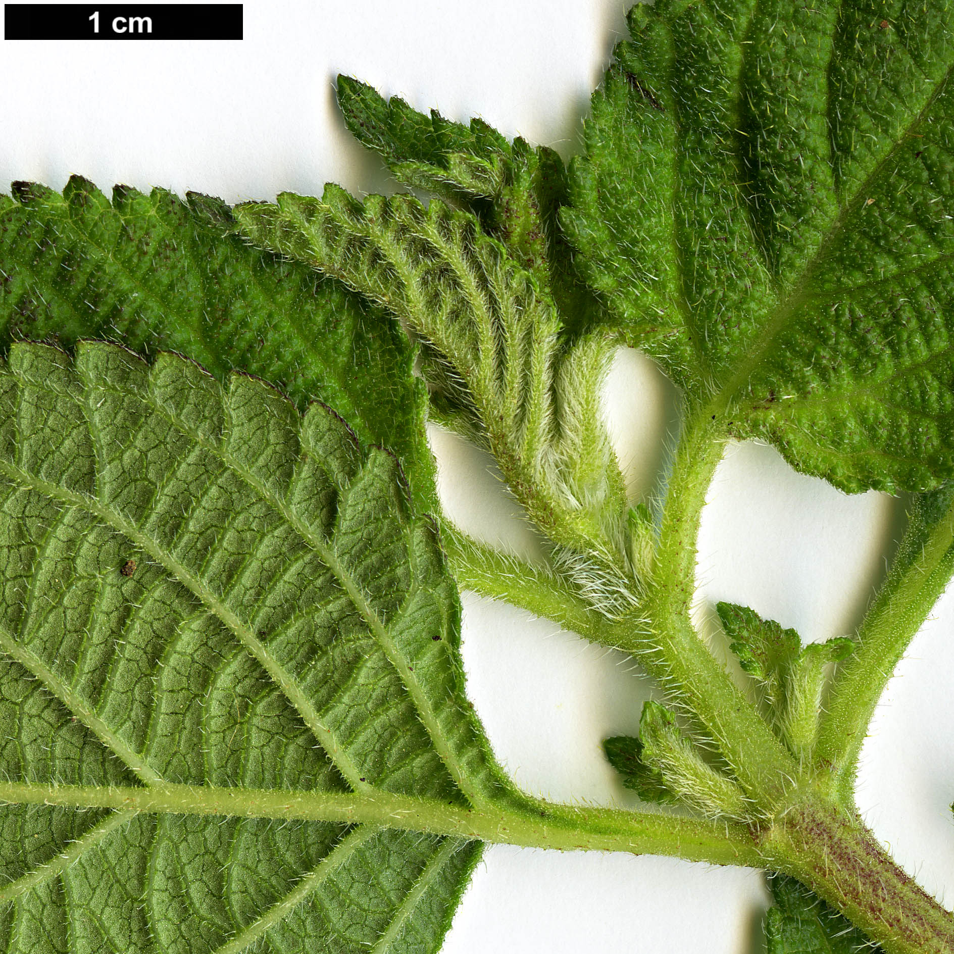 High resolution image: Family: Verbenaceae - Genus: Lantana - Taxon: camara