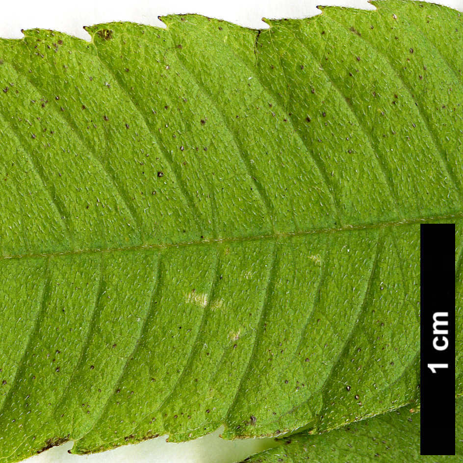 High resolution image: Family: Verbenaceae - Genus: Lippia - Taxon: citriodora