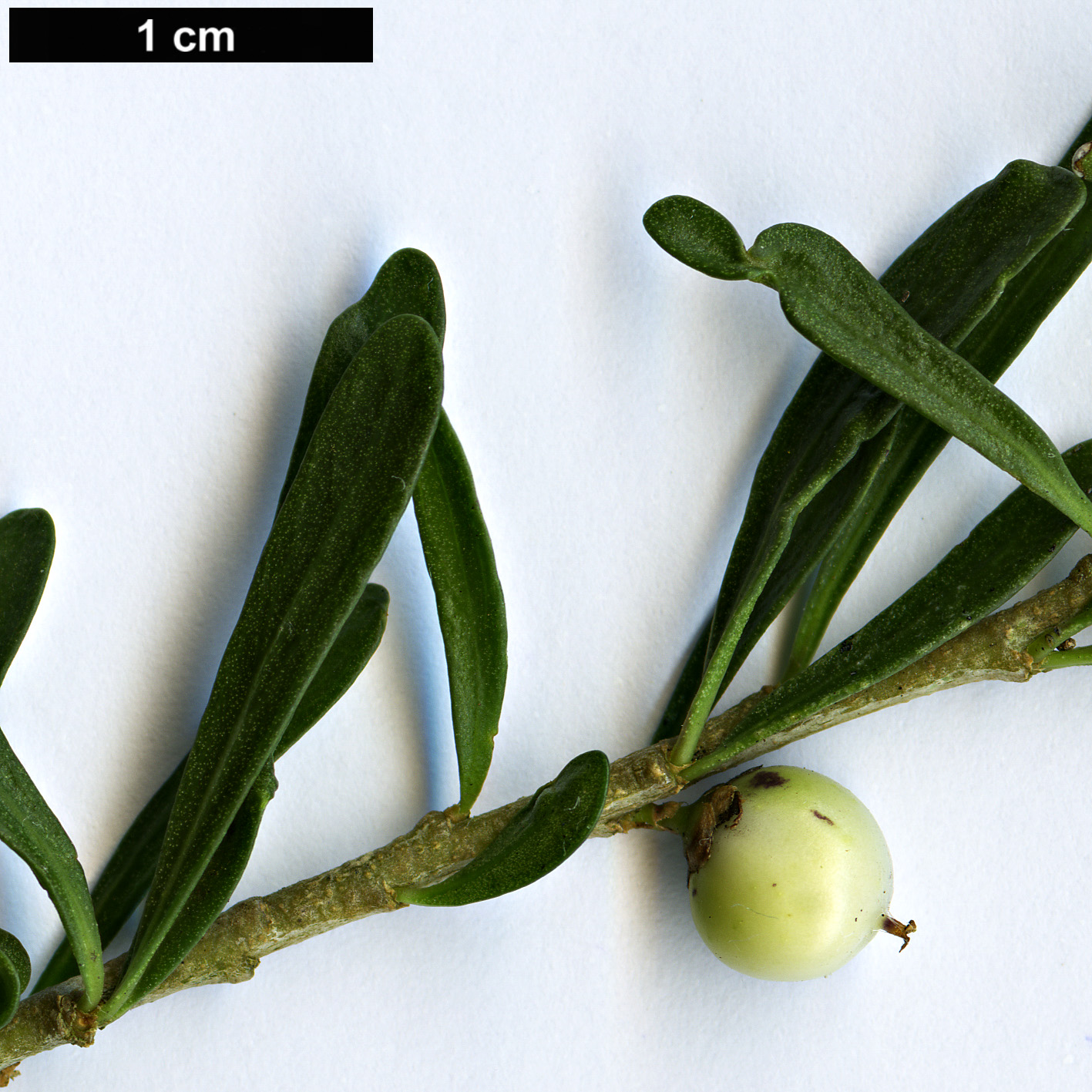 High resolution image: Family: Violaceae - Genus: Melicytus - Taxon: alpinus