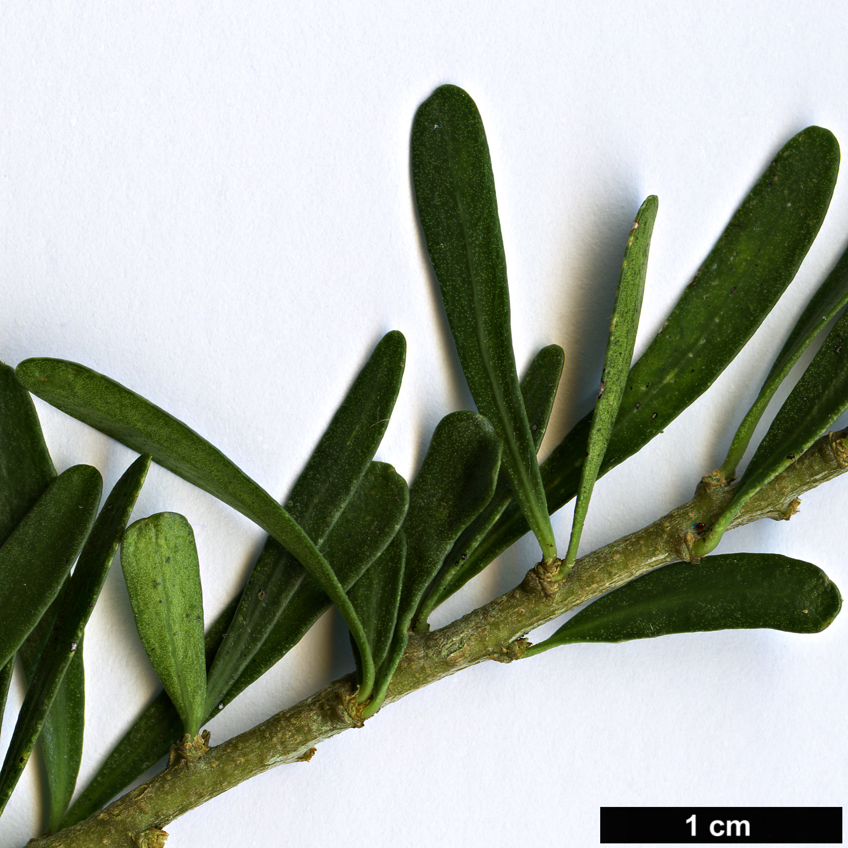 High resolution image: Family: Violaceae - Genus: Melicytus - Taxon: alpinus