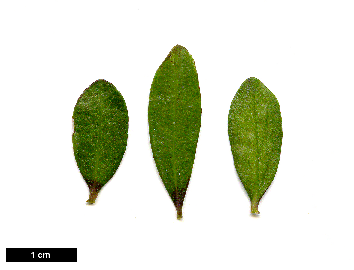 High resolution image: Family: Violaceae - Genus: Melicytus - Taxon: crassifolius