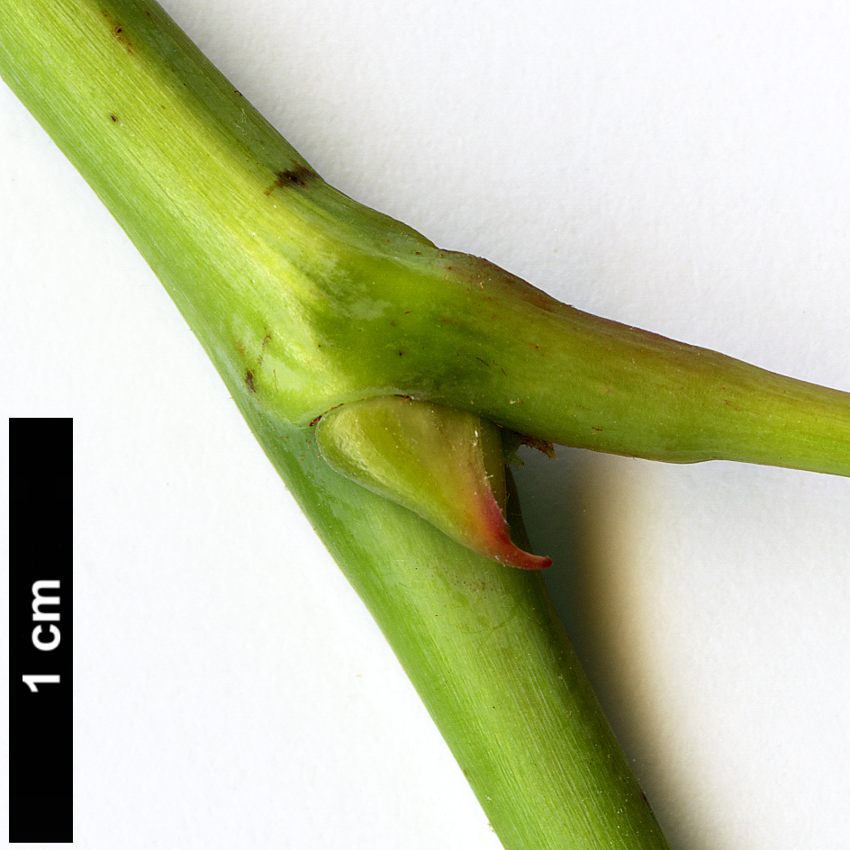 High resolution image: Family: Vitaceae - Genus: Ampelopsis - Taxon: megalophylla