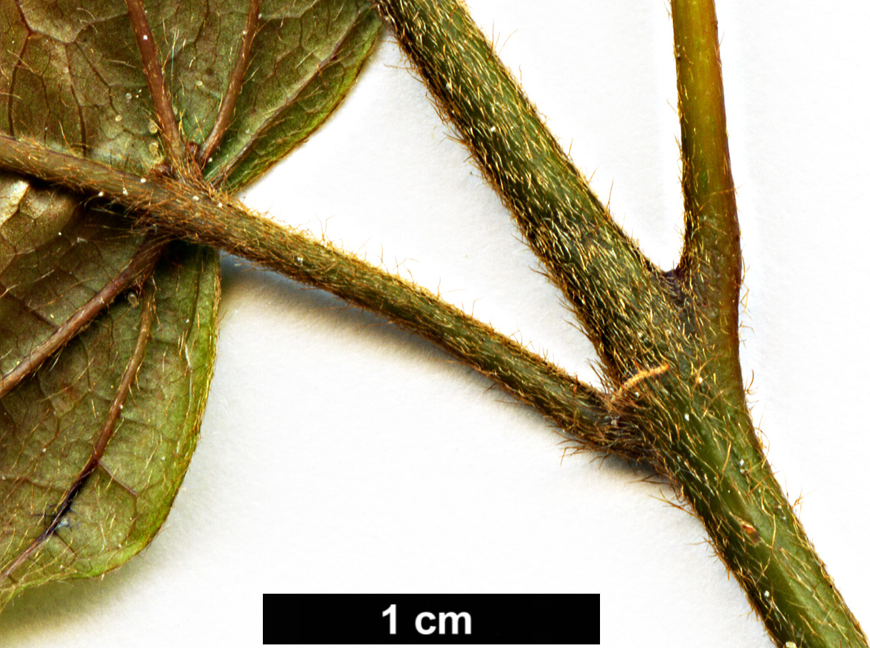 High resolution image: Family: Vitaceae - Genus: Cissus - Taxon: antarctica