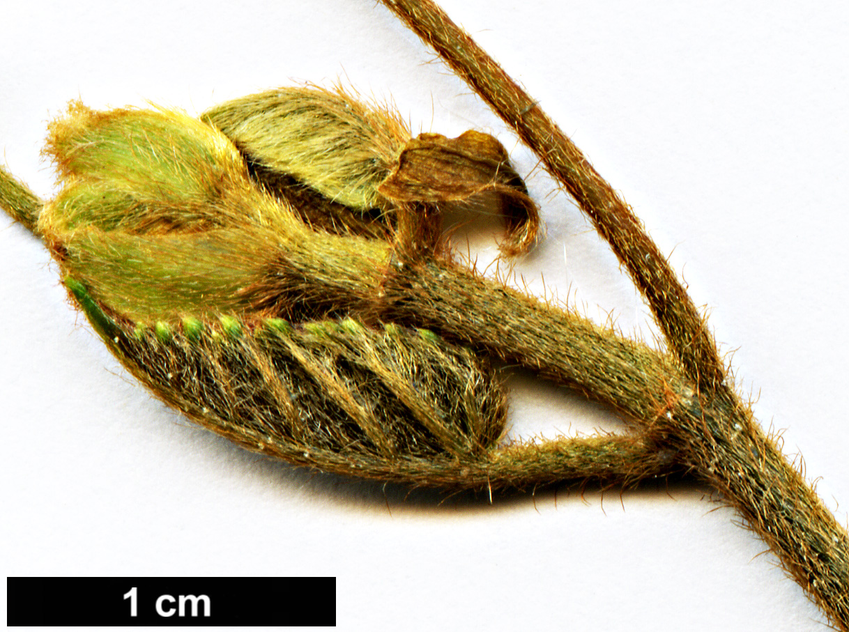 High resolution image: Family: Vitaceae - Genus: Cissus - Taxon: antarctica