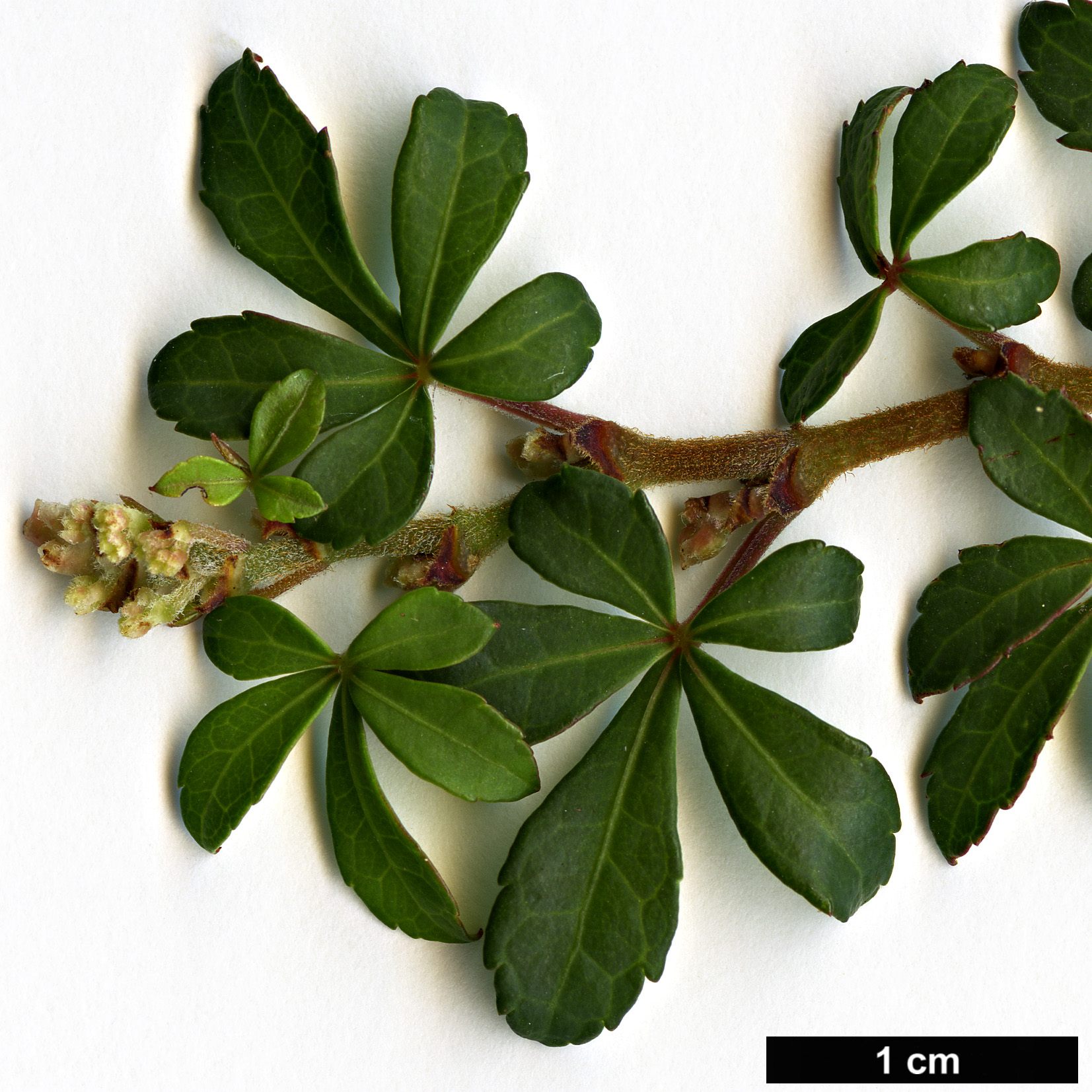 High resolution image: Family: Vitaceae - Genus: Cissus - Taxon: striatus