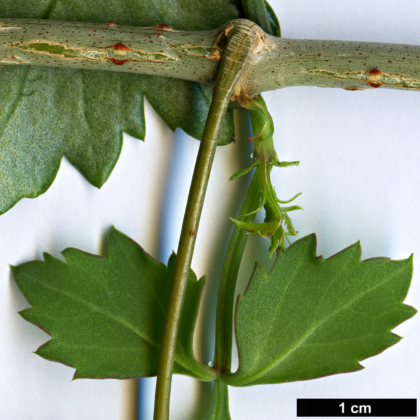 High resolution image: Family: Vitaceae - Genus: Cissus - Taxon: trifoliata