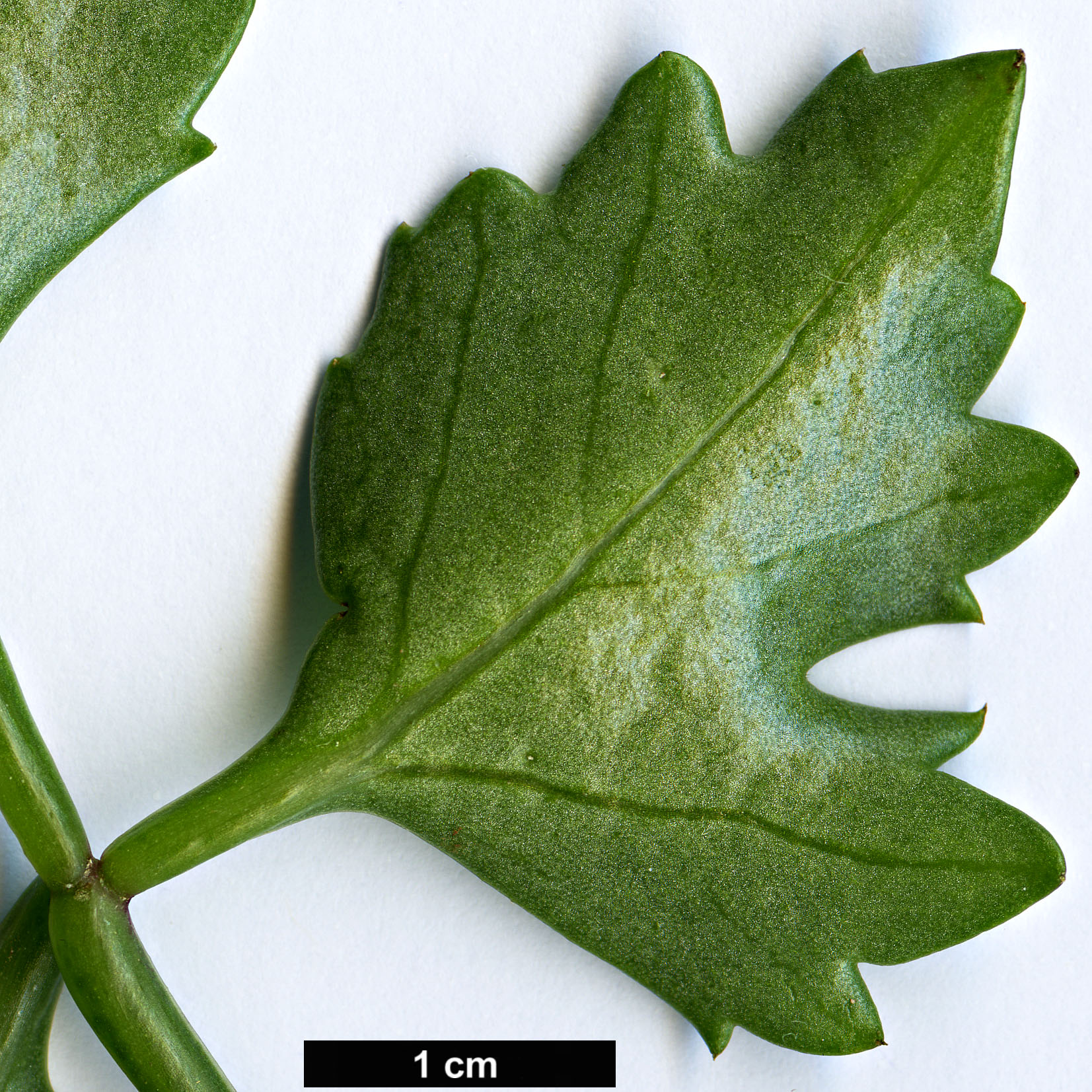 High resolution image: Family: Vitaceae - Genus: Cissus - Taxon: trifoliata
