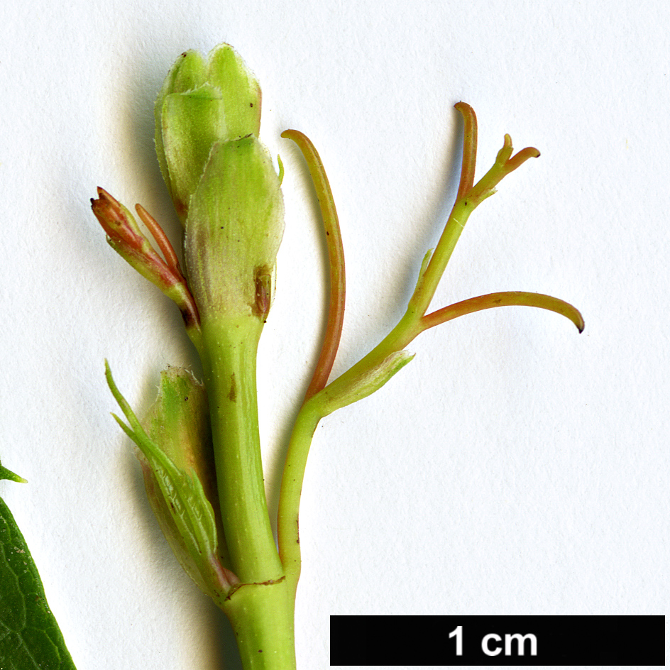 High resolution image: Family: Vitaceae - Genus: Parthenocissus - Taxon: inserta