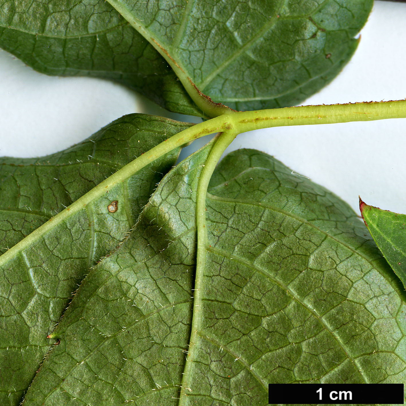 High resolution image: Family: Vitaceae - Genus: Parthenocissus - Taxon: semicordata