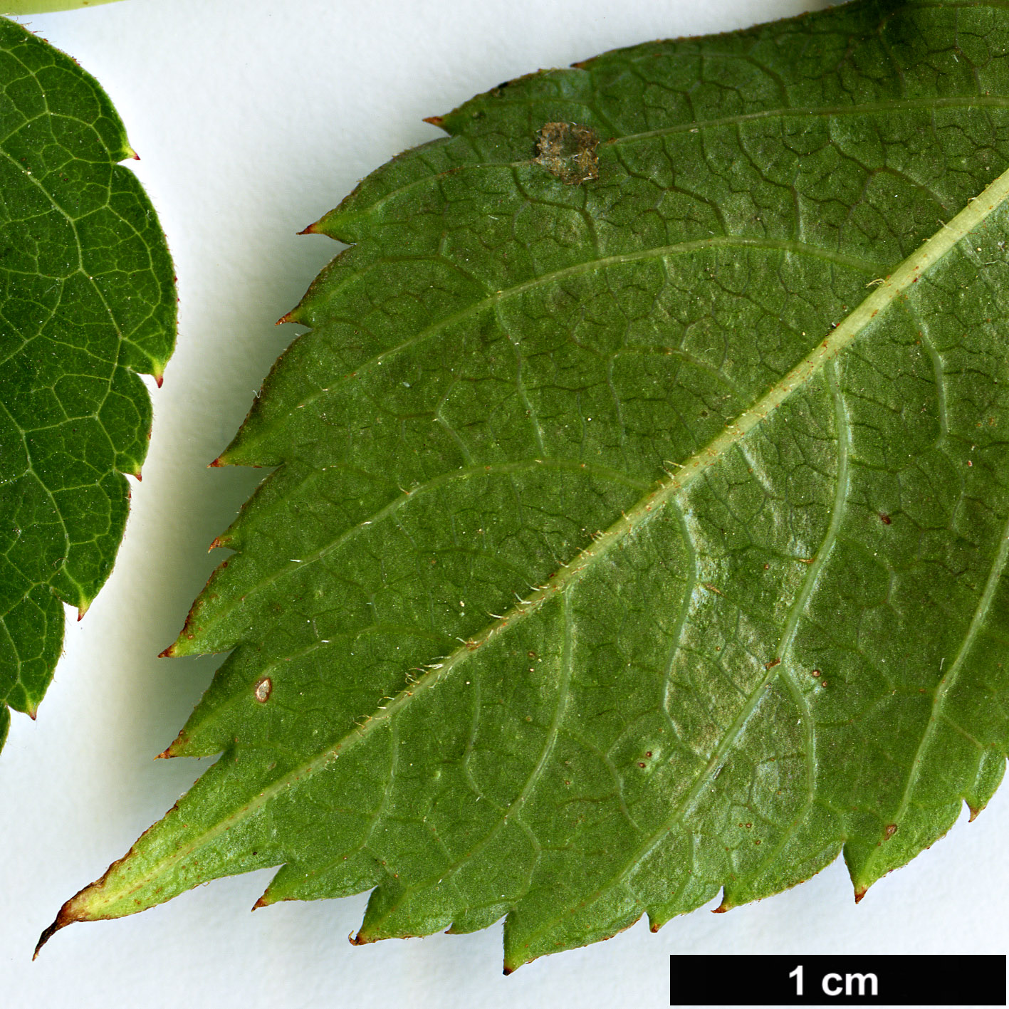 High resolution image: Family: Vitaceae - Genus: Parthenocissus - Taxon: semicordata