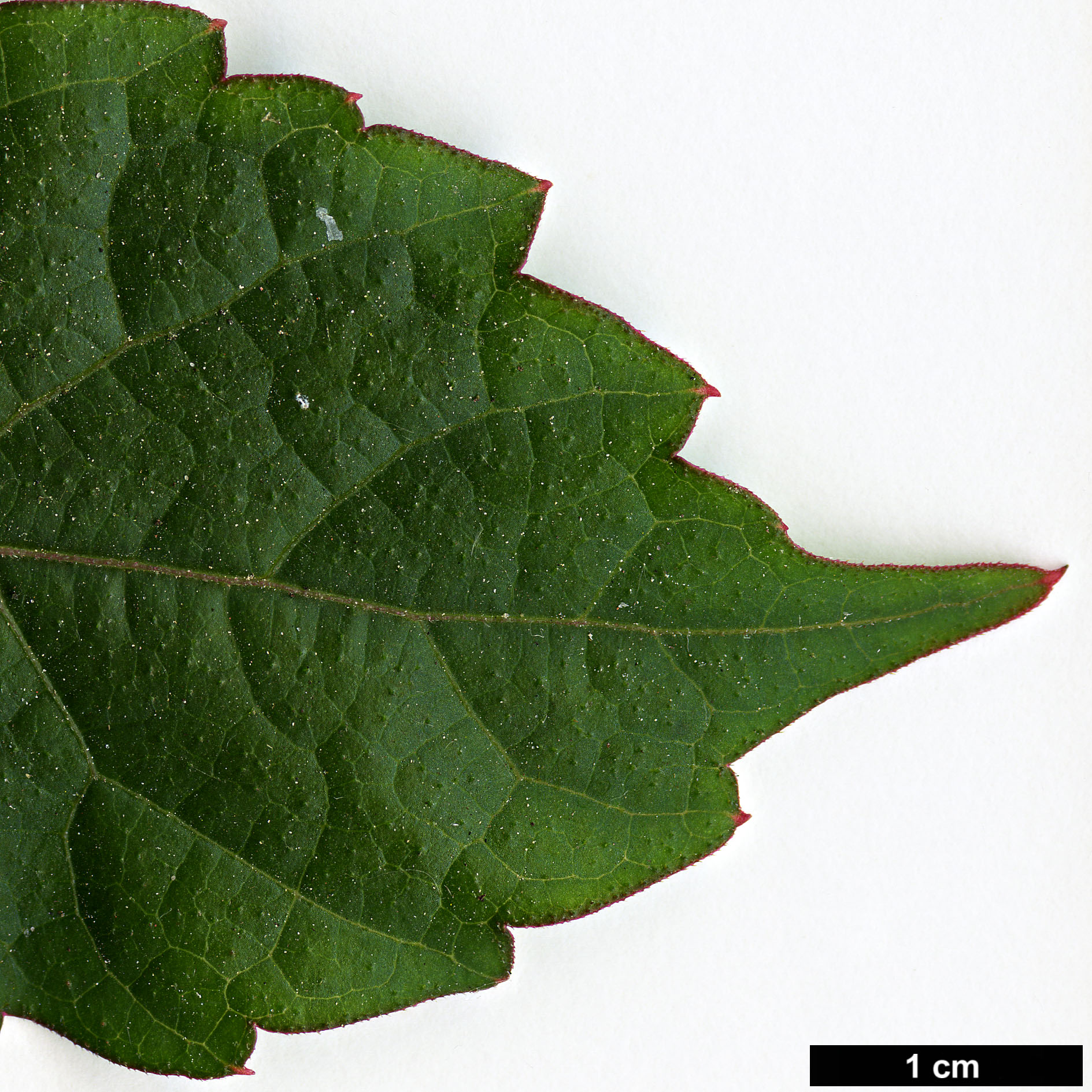 High resolution image: Family: Vitaceae - Genus: Parthenocissus - Taxon: tricuspidata