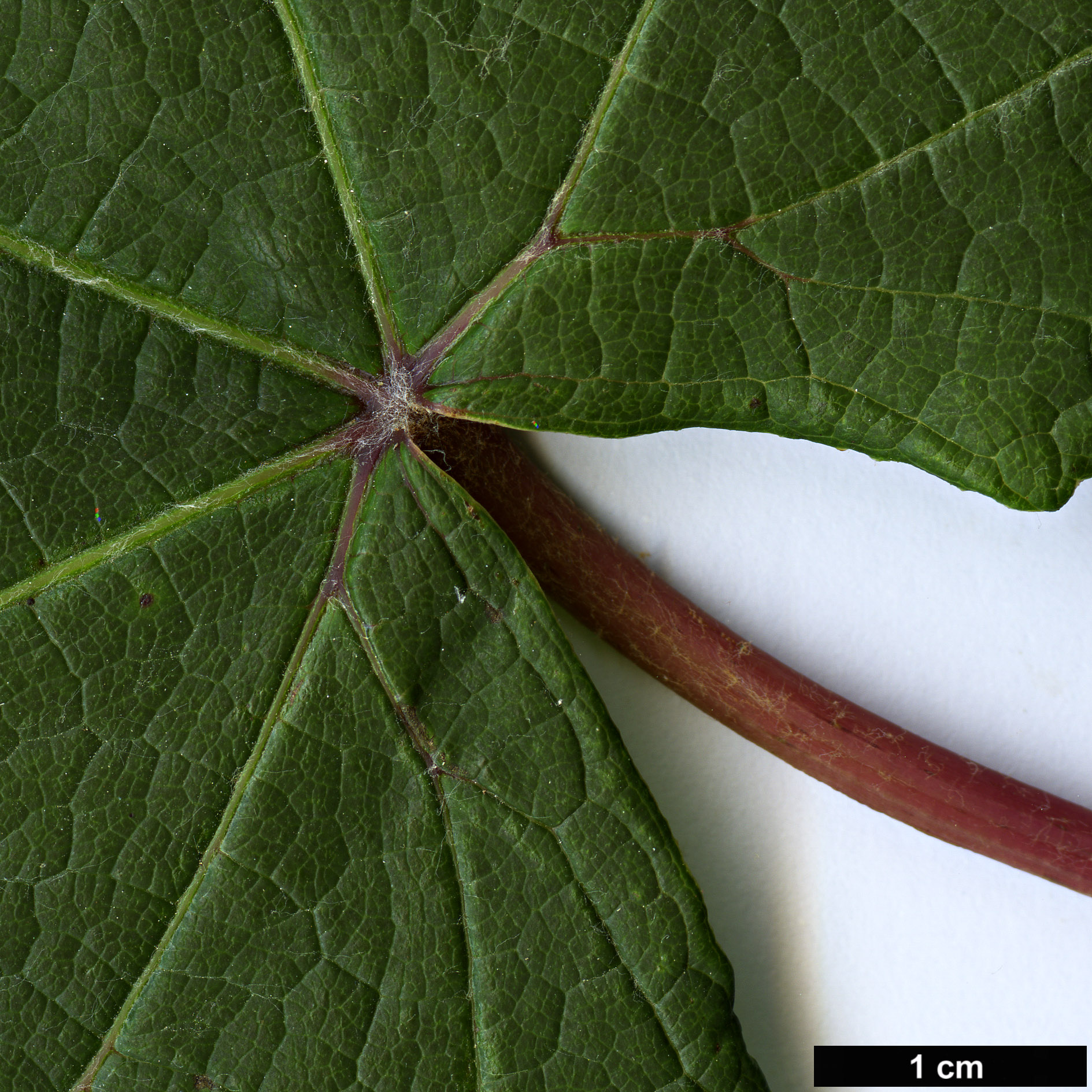 High resolution image: Family: Vitaceae - Genus: Vitis - Taxon: coignetiae